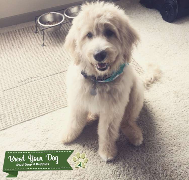 Stud Dog F1 Standard Goldendoodle Breed Your Dog