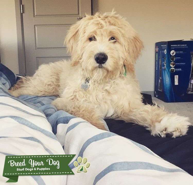 Stud Dog F1 Standard Goldendoodle Breed Your Dog