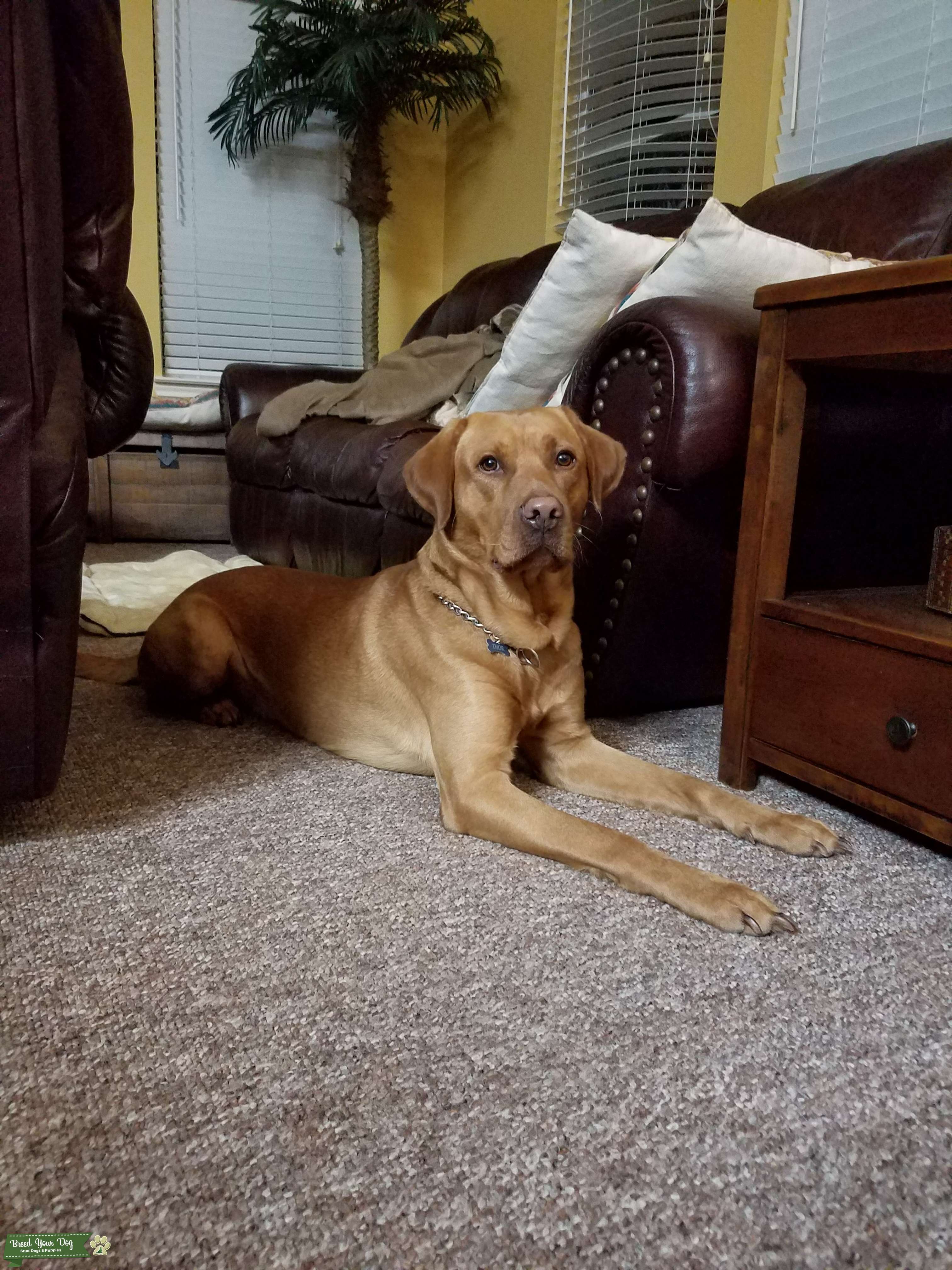 Stud Dog Hungarian VizslaLab Mix. GoldenRust Breed Your Dog