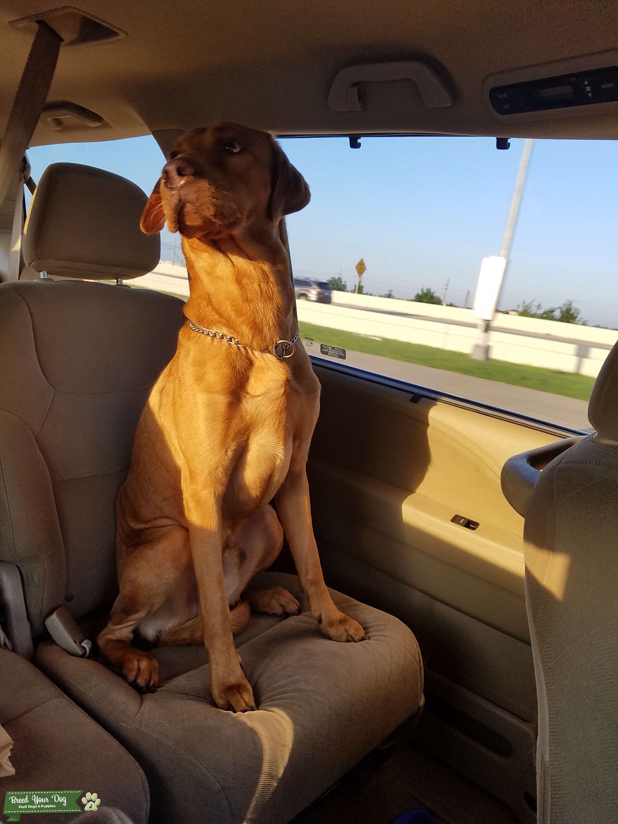 Stud Dog Hungarian VizslaLab Mix. GoldenRust Breed Your Dog