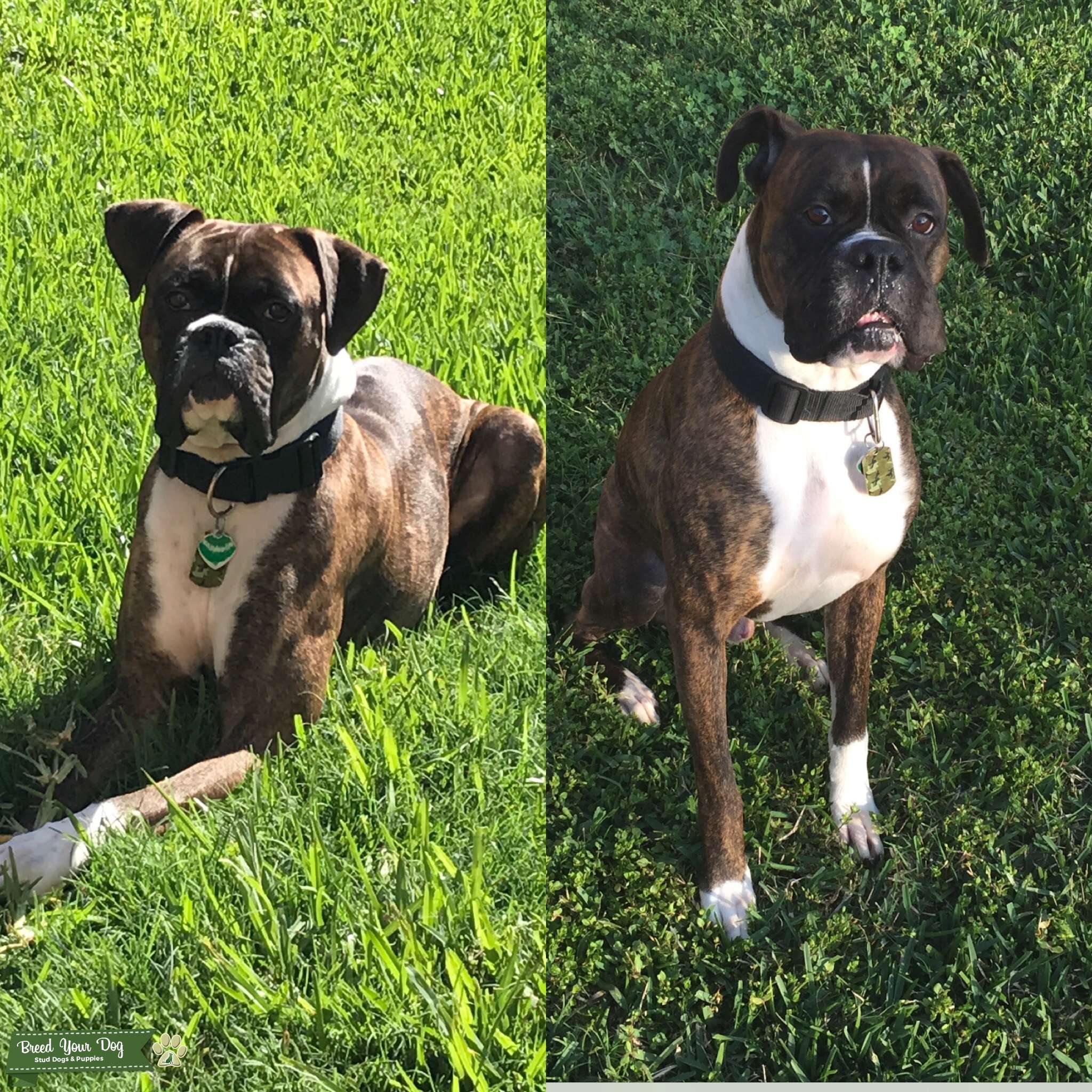 Stud Dog Male Boxer Stud Breed Your Dog