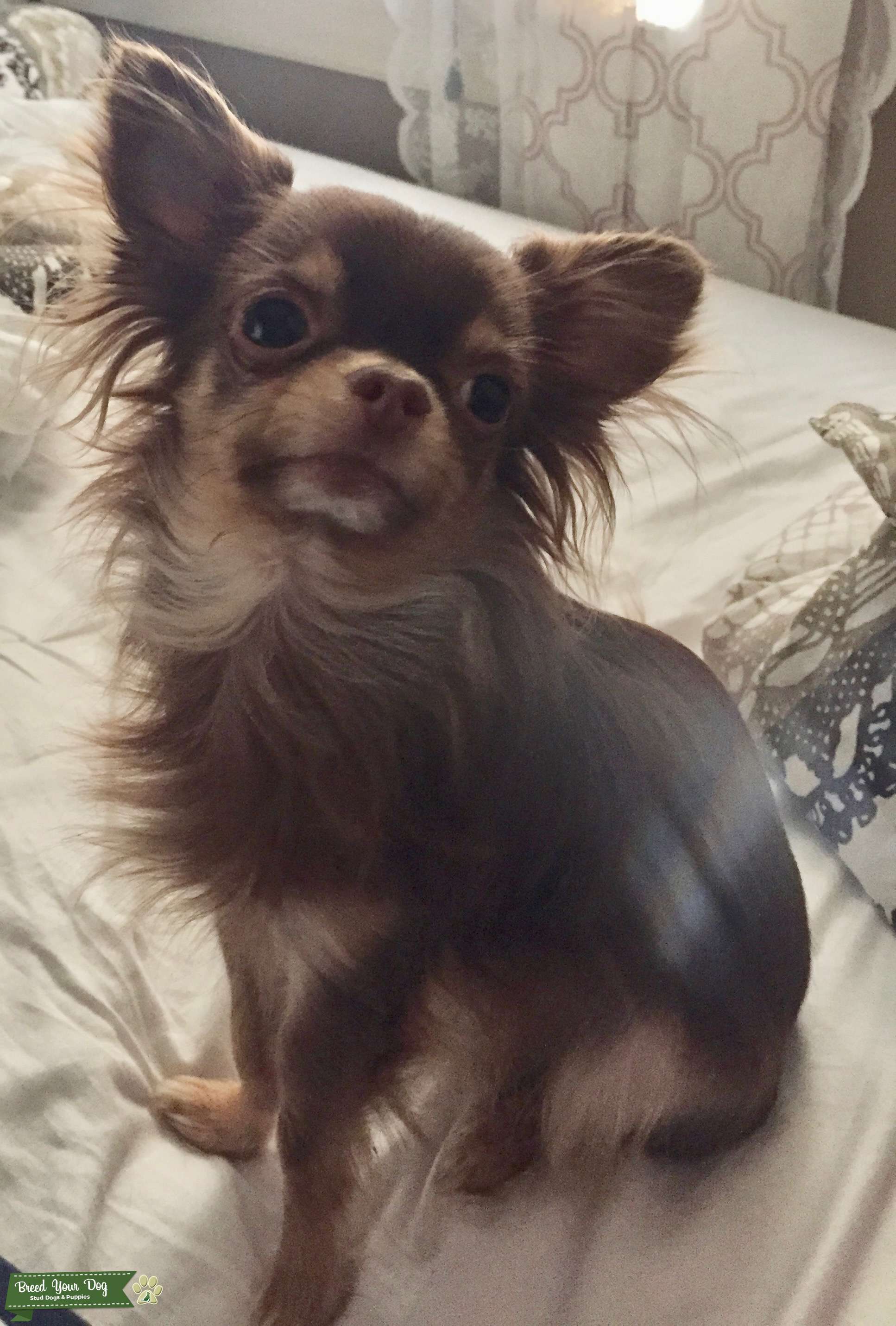 Stud Dog Long Haired Chihuahua Stud Breed Your Dog