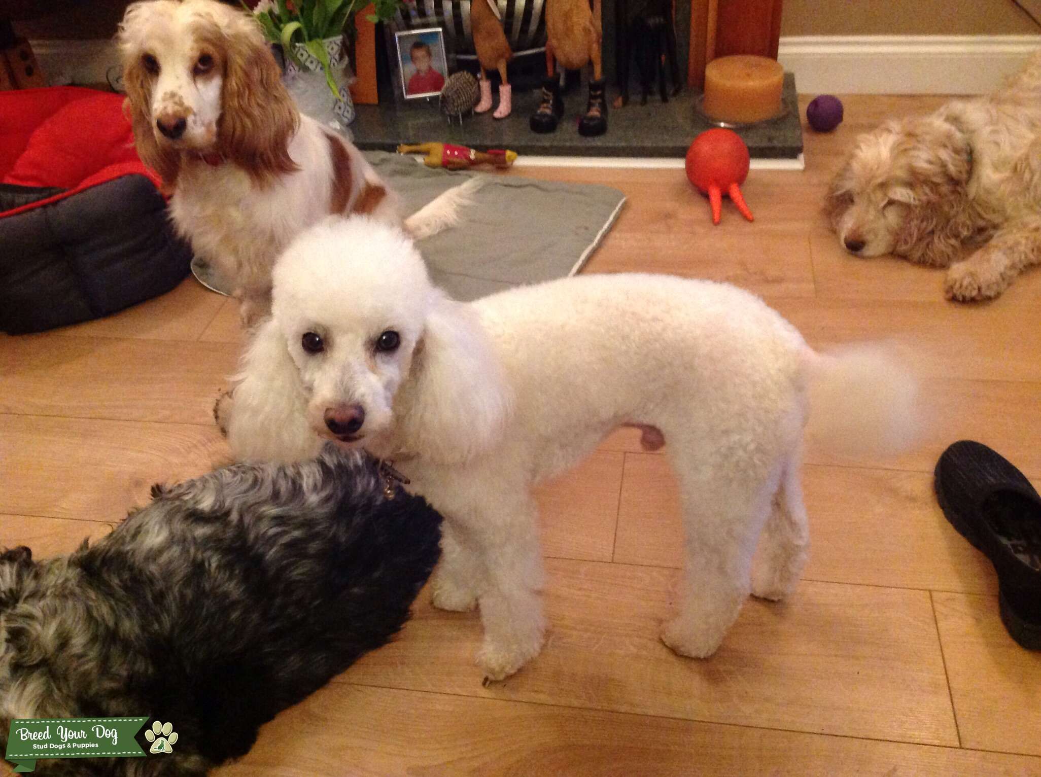 Discover the Charm of the Best White Miniature Poodle The Perfect