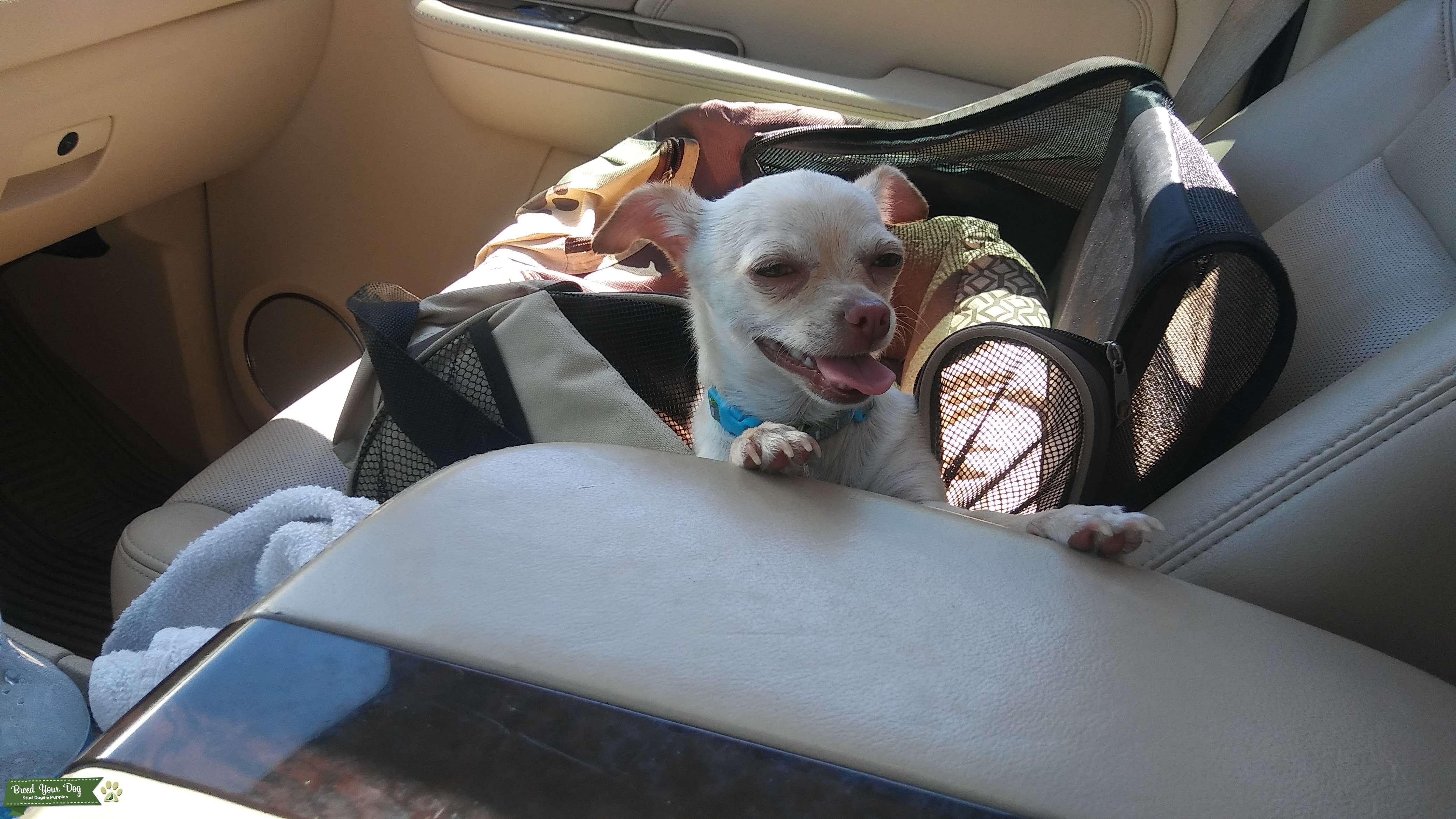 Stud Dog Looking to get my dog impregnated Breed Your Dog