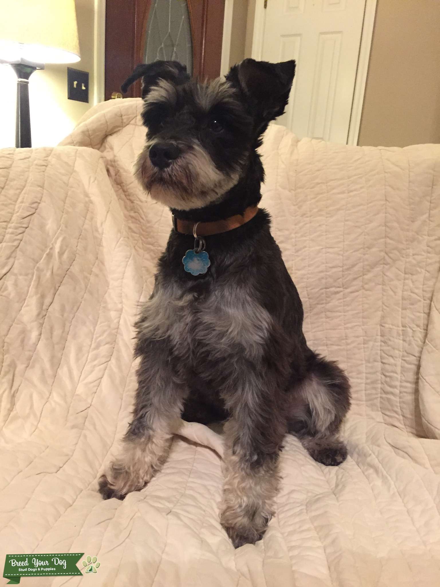 Stud Dog - Miniature Schnauzer male looking for a female - Breed Your Dog