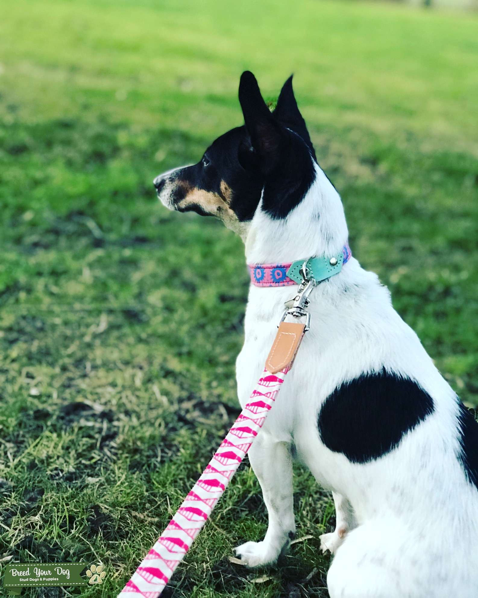 Stud Dog Beautiful smooth coat Jack Russell Girl Breed Your Dog