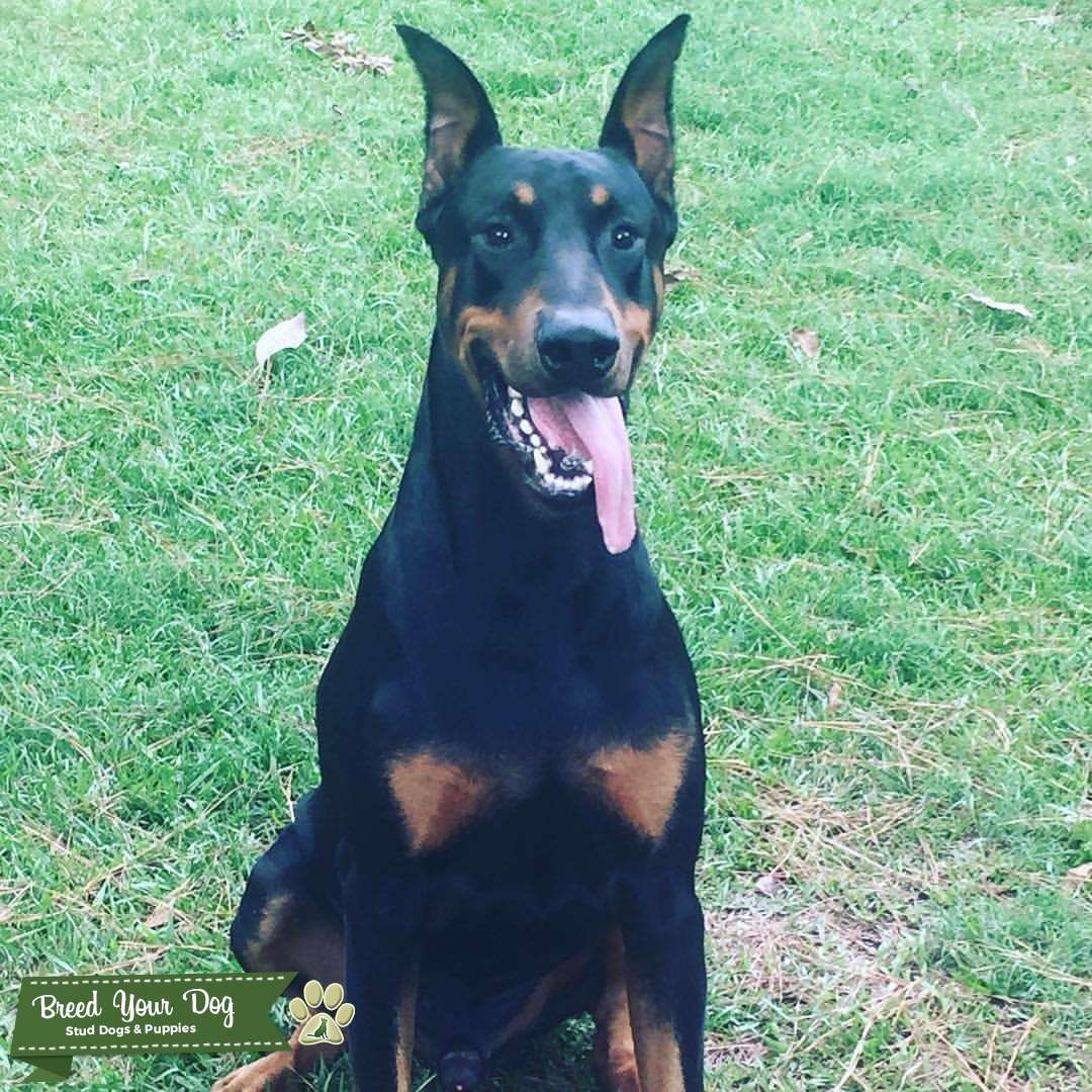 Stud Dog Doberman Stud Breed Your Dog
