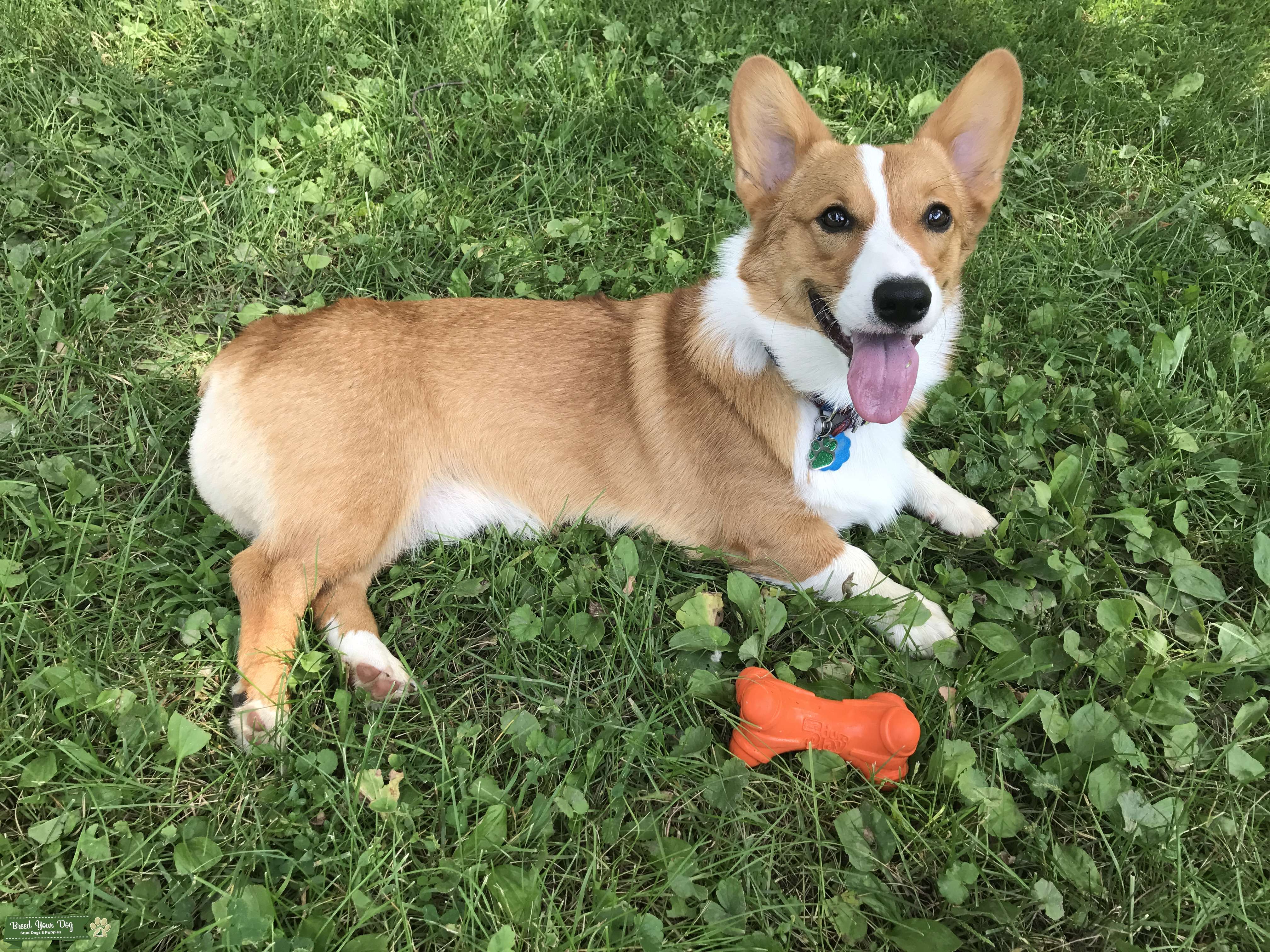 Stud Dog Stud dog Breed Your Dog