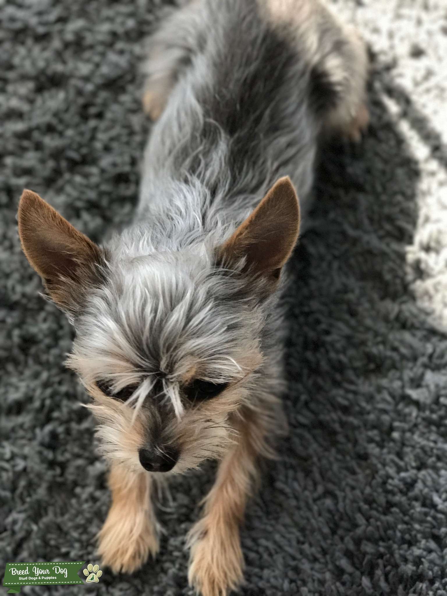 Stud Dog Teacup Chorkie Breed Your Dog