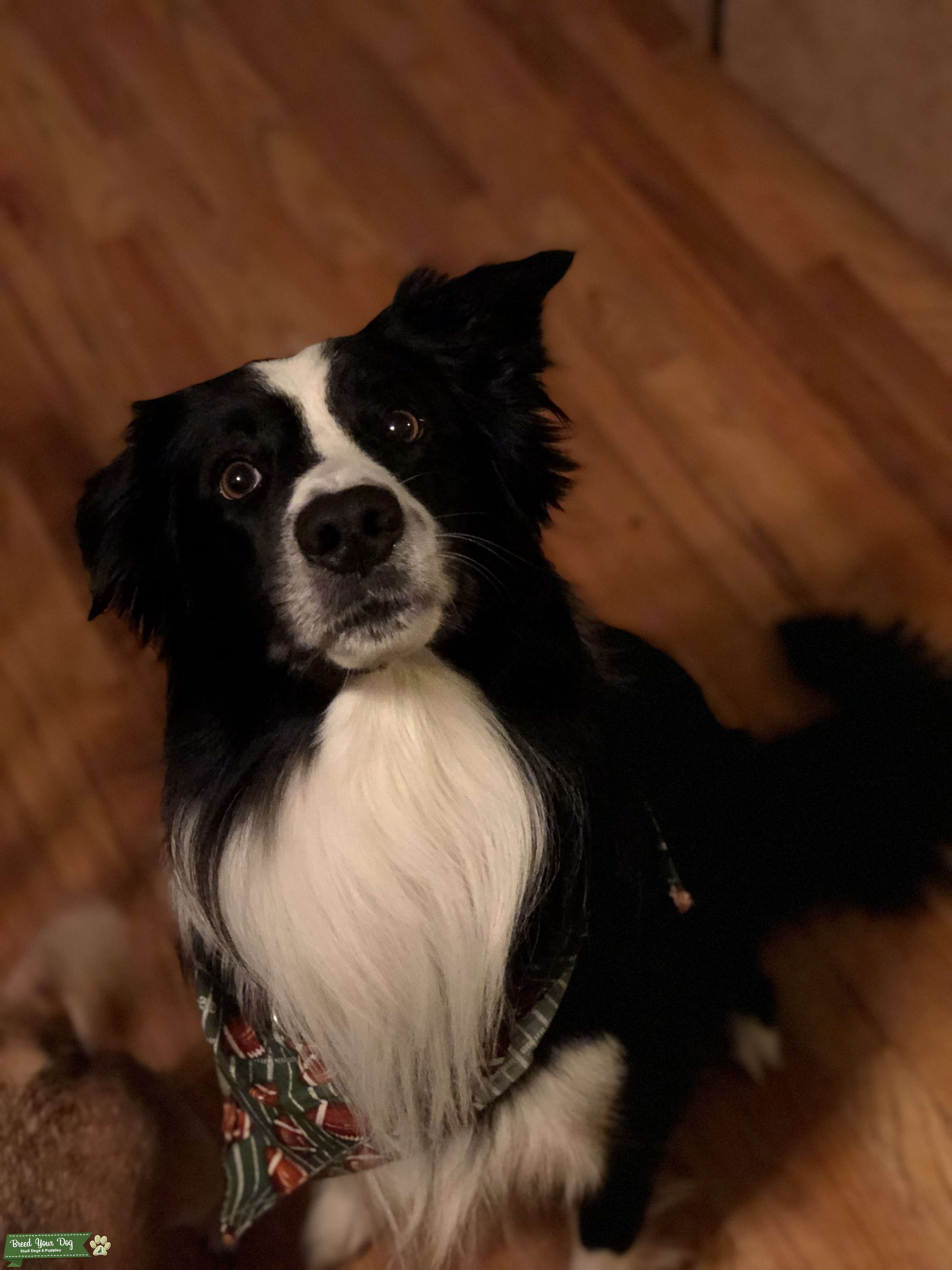 Stud Dog Pure breed border collie Breed Your Dog