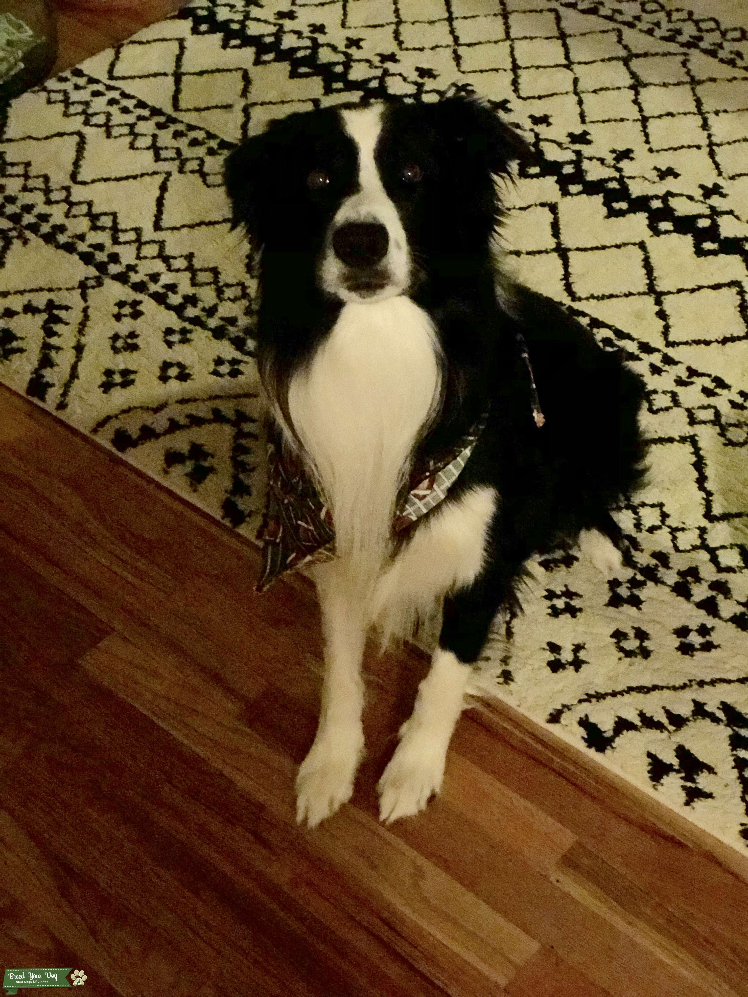 Stud Dog Pure breed border collie Breed Your Dog