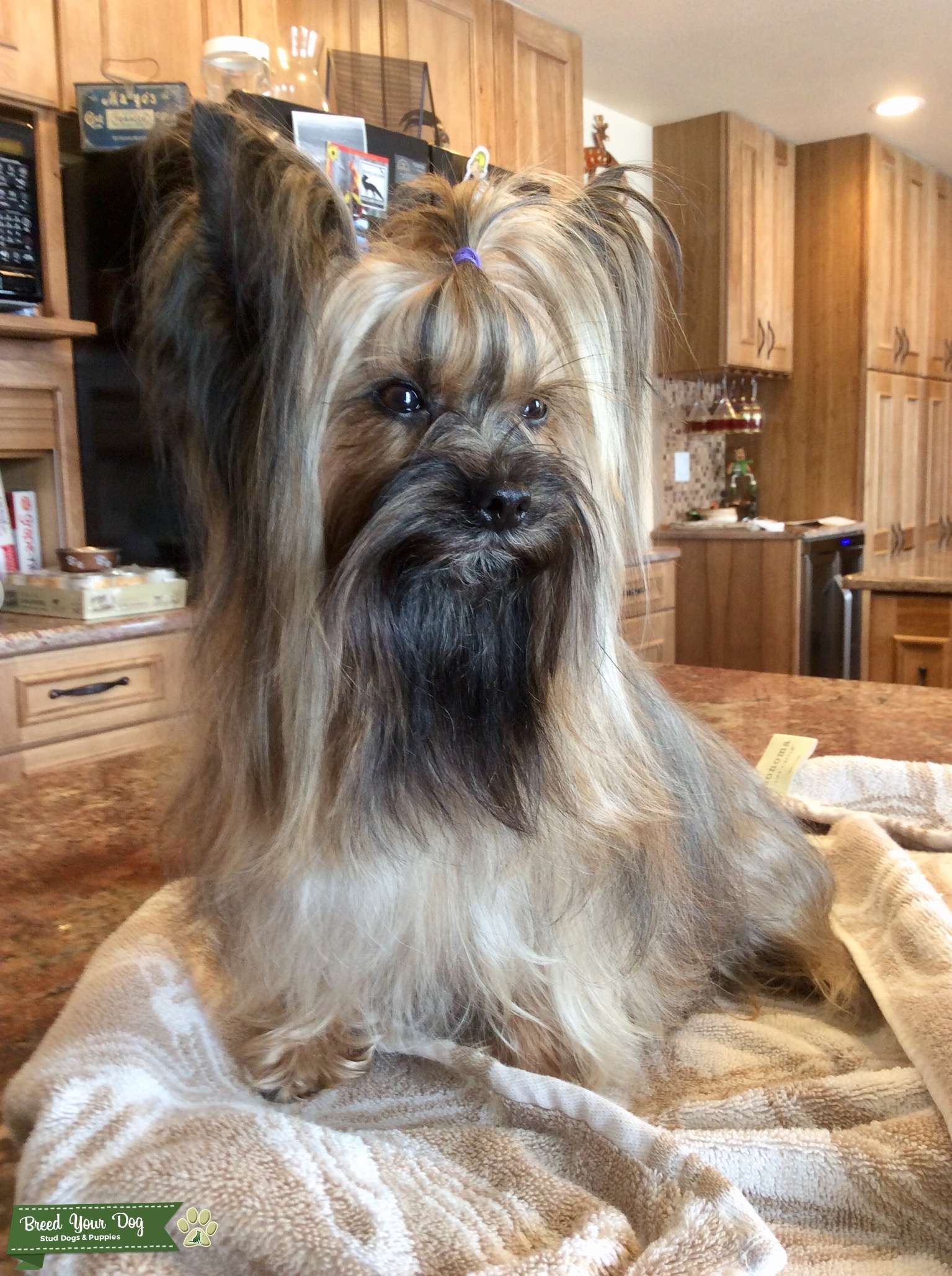 Stud Dog Yorkshire Terrier Imported Breed Your Dog