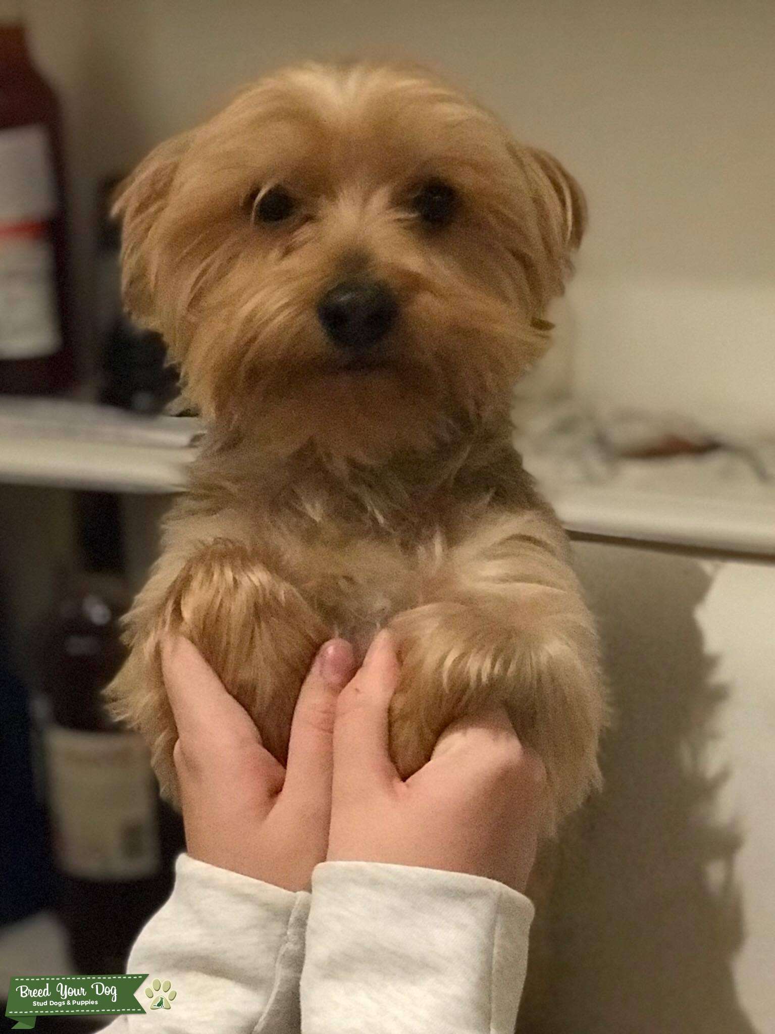 Stud Dog Yorkshire Terrier Male Breed Your Dog