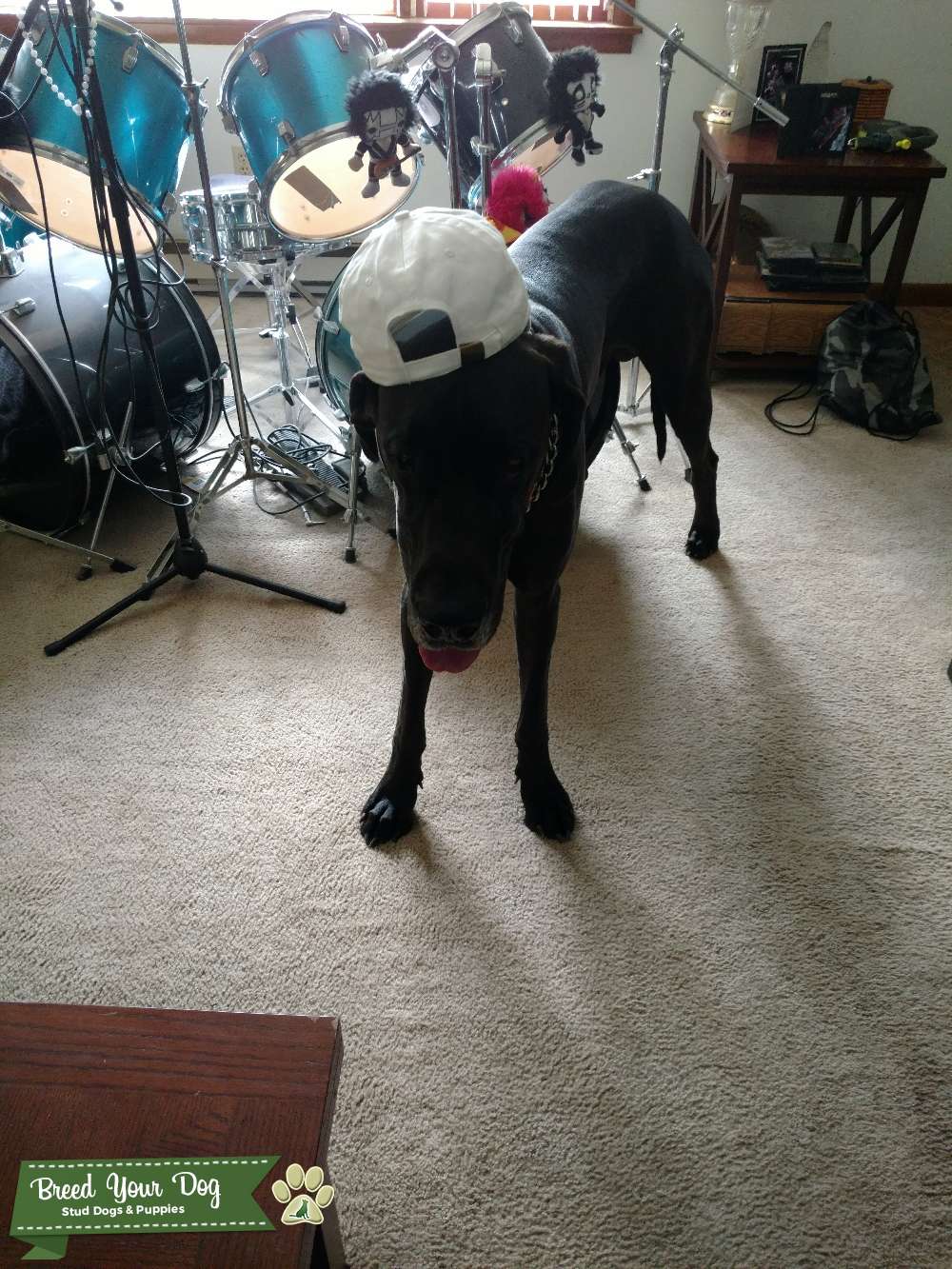 Stud Dog Black with white patch on chest Breed Your Dog