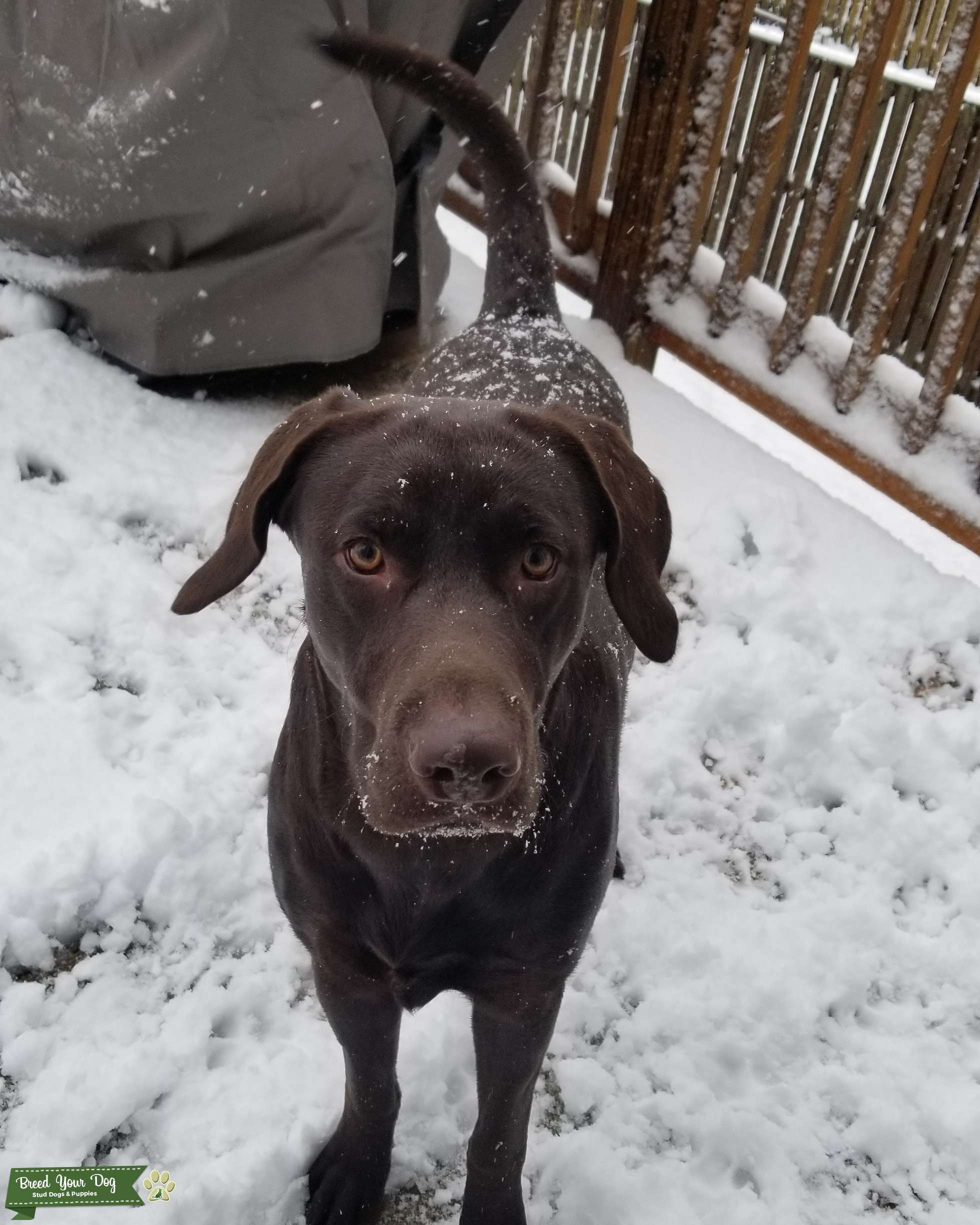 Stud Dog AKC Registered Chocolate Lab Stud Breed Your Dog