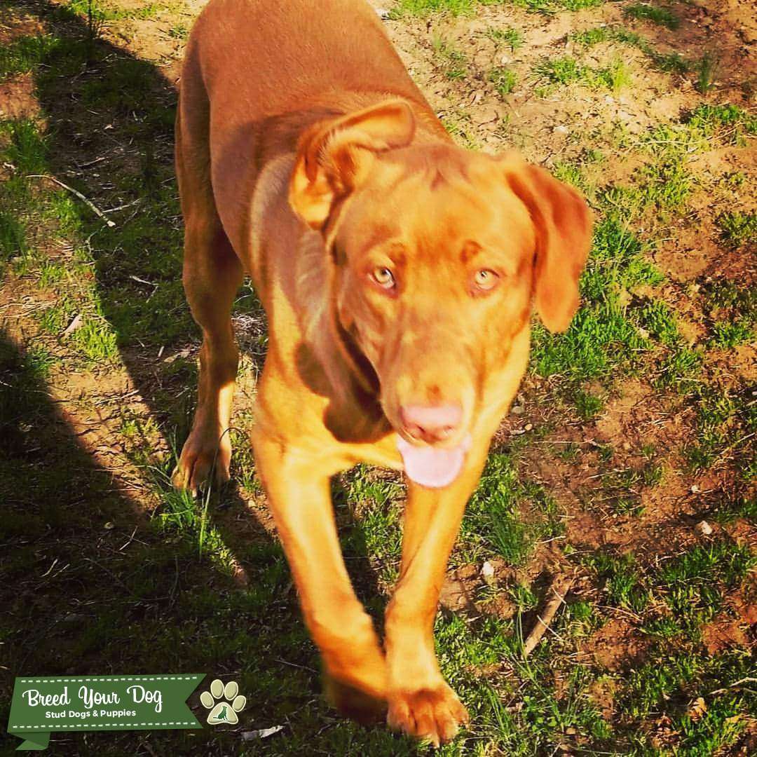 Stud Dog Fox Red Labrador for Stud Breed Your Dog