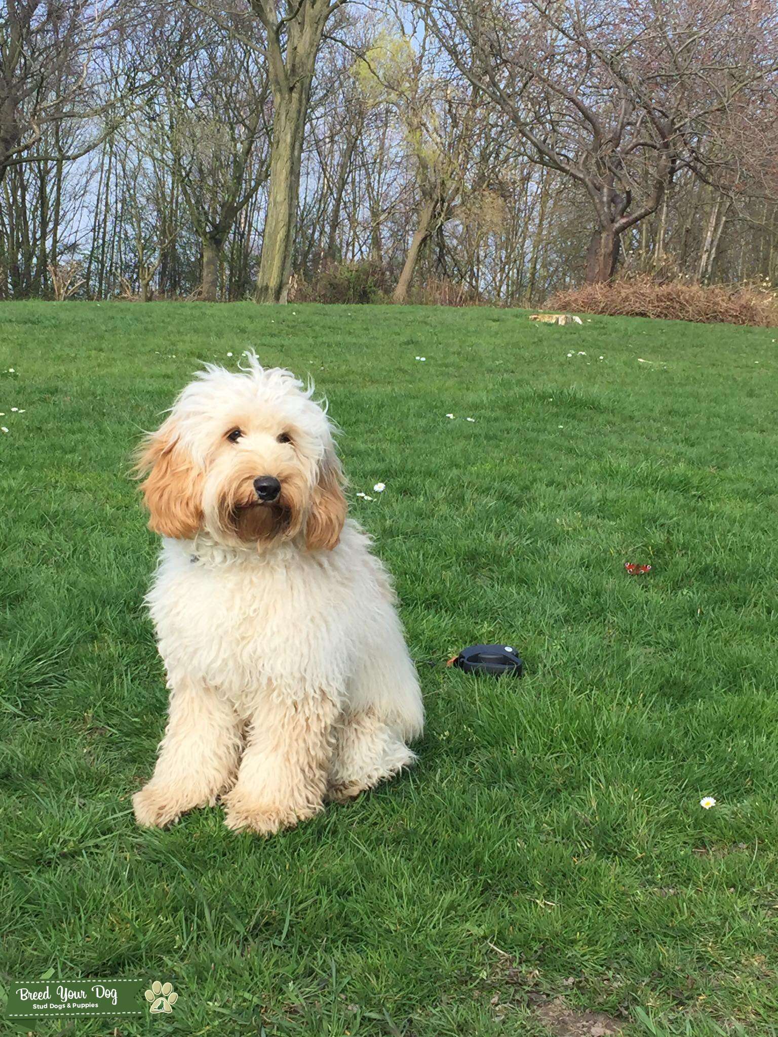 Stud Dog Whiskey The Famous F1 Apricot Cockapoo Stud Breed Your Dog