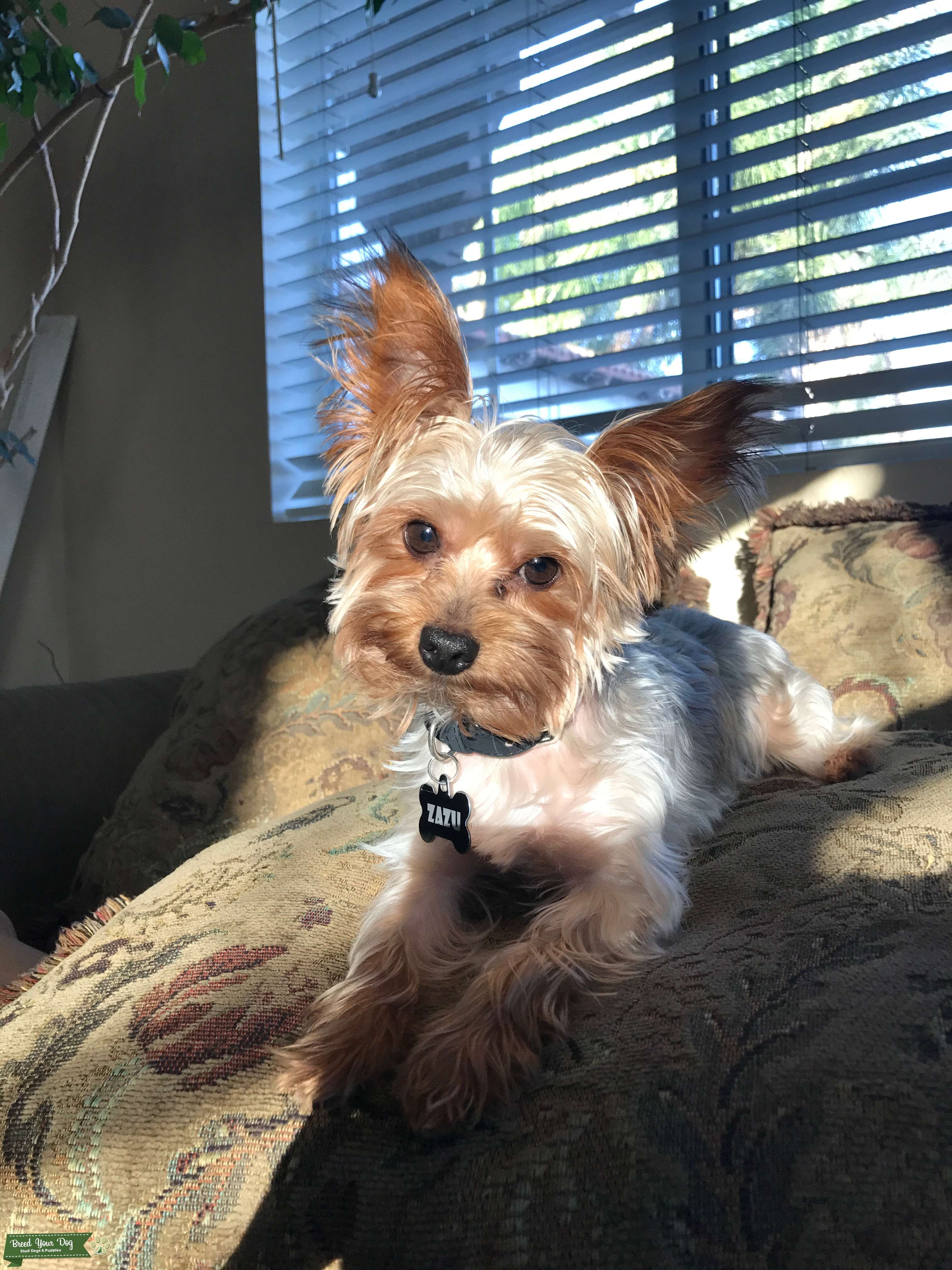 Stud Dog looking for female yorkie to mate Breed Your Dog