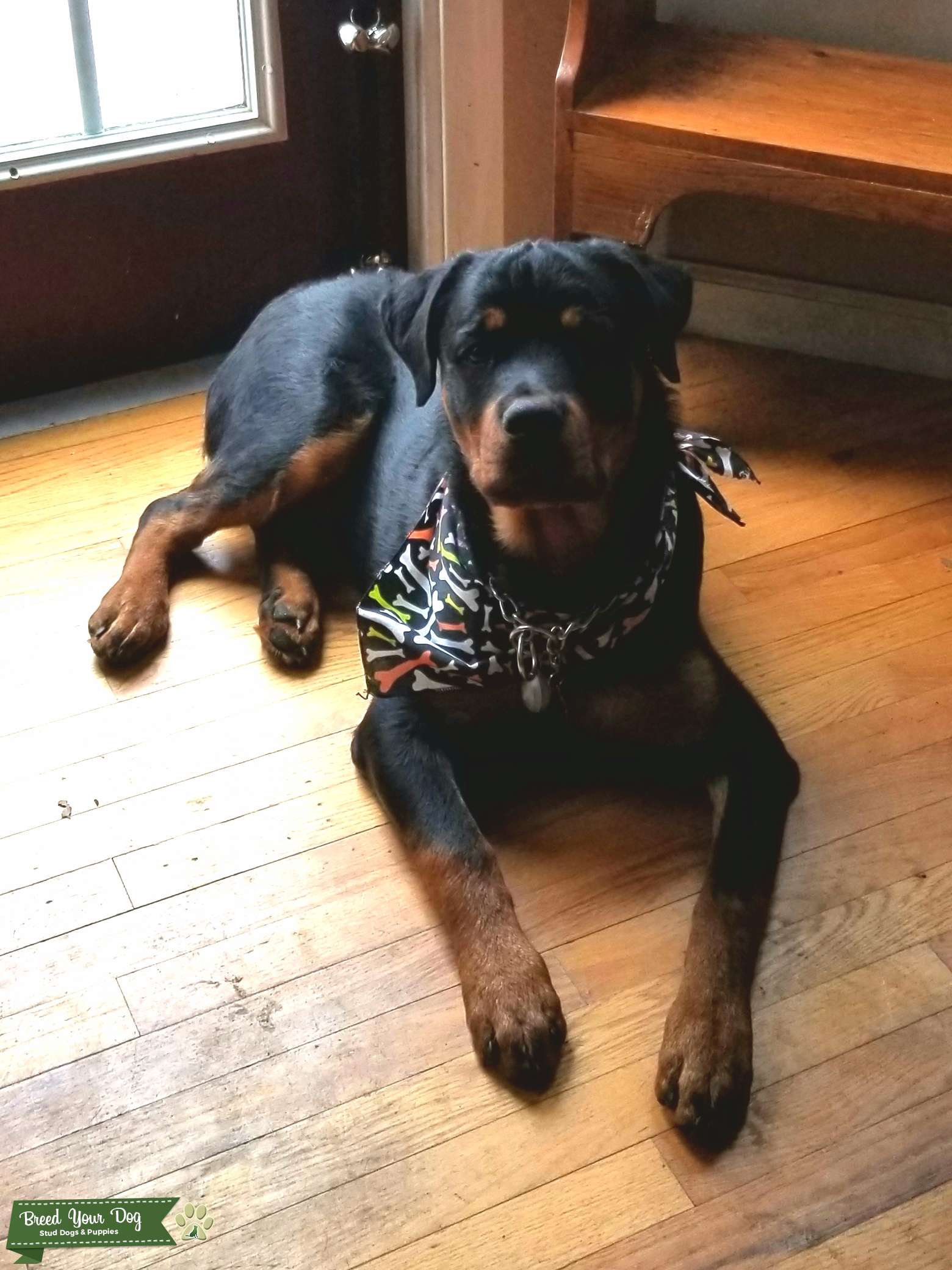 Stud Dog - AkC Rottweiler - Breed Your Dog