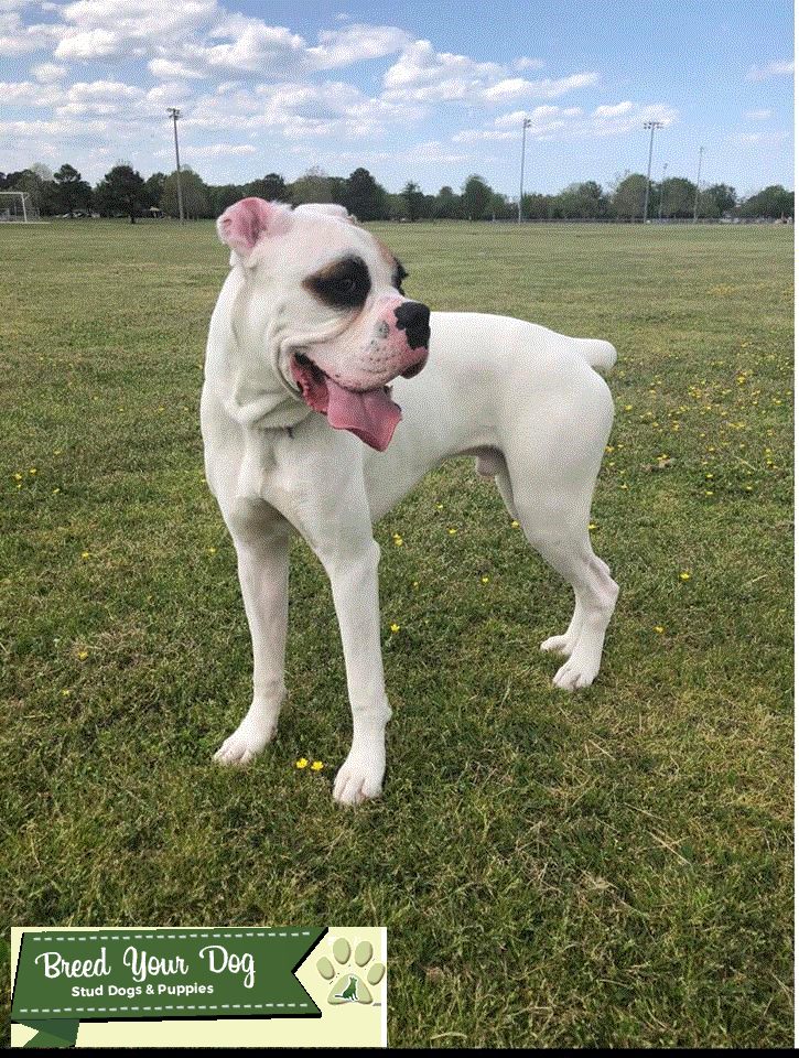 Stud Dog AKC registered boxer ready to stud! Breed Your Dog