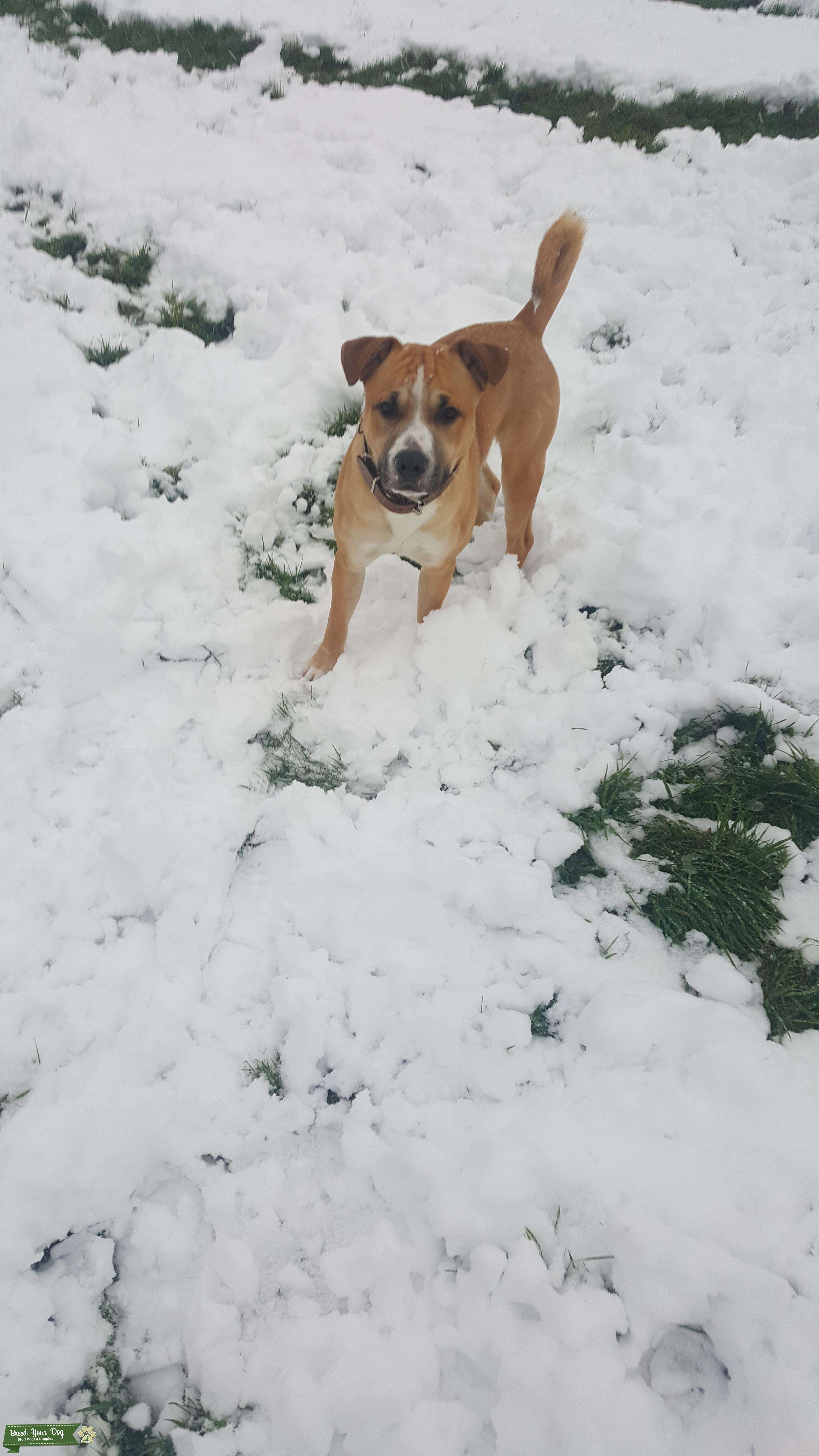 Stud Dog Staffordshire bull terrier x Border Collie Breed Your Dog