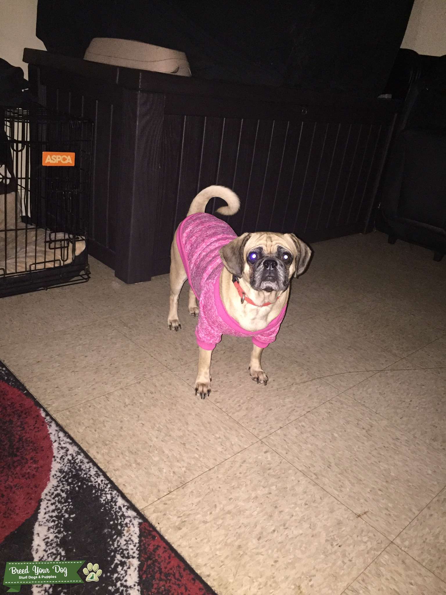 Stud Dog Foreign Coat Puggle Breed Your Dog