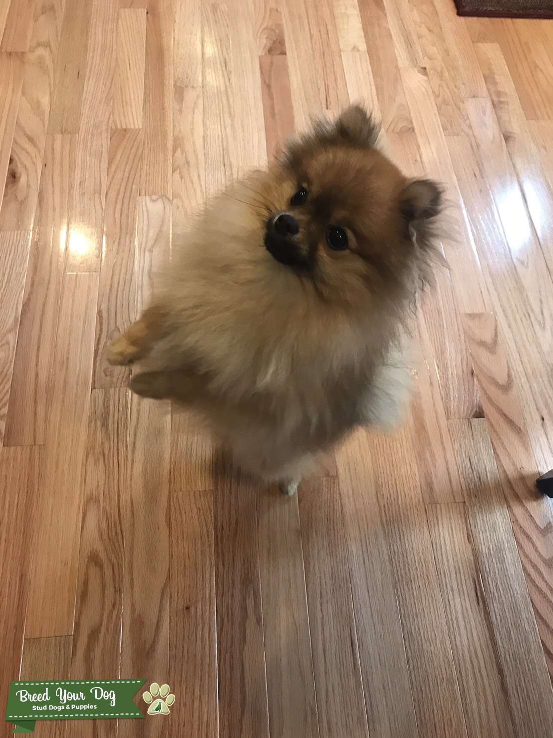 Stud Dog Tea Cup Pomeranian Breed Your Dog