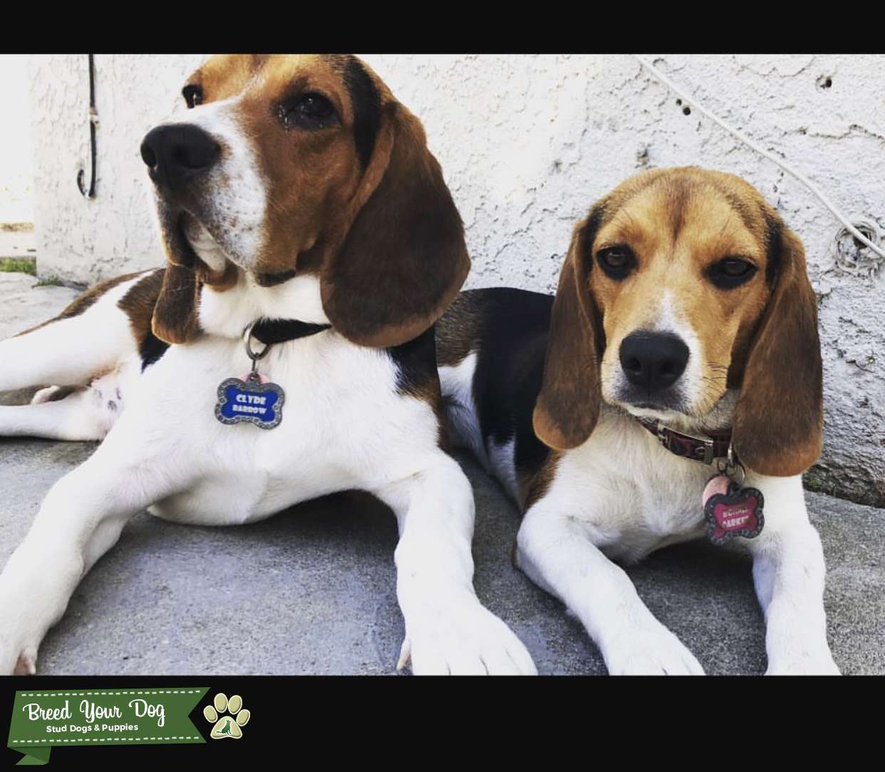 Stud Dog Beagle stud Breed Your Dog