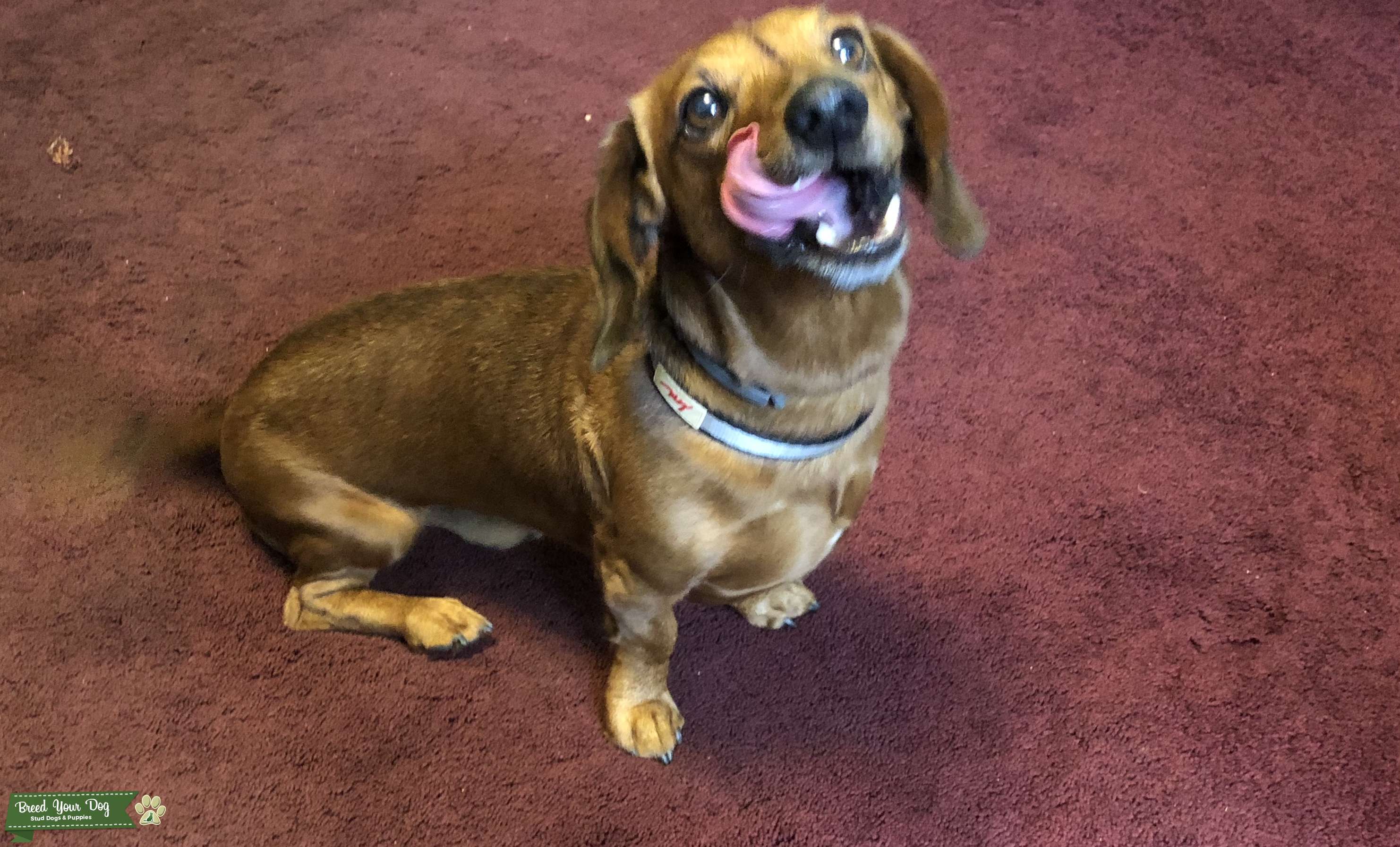 Stud Dog Dachshund Stud Breed Your Dog