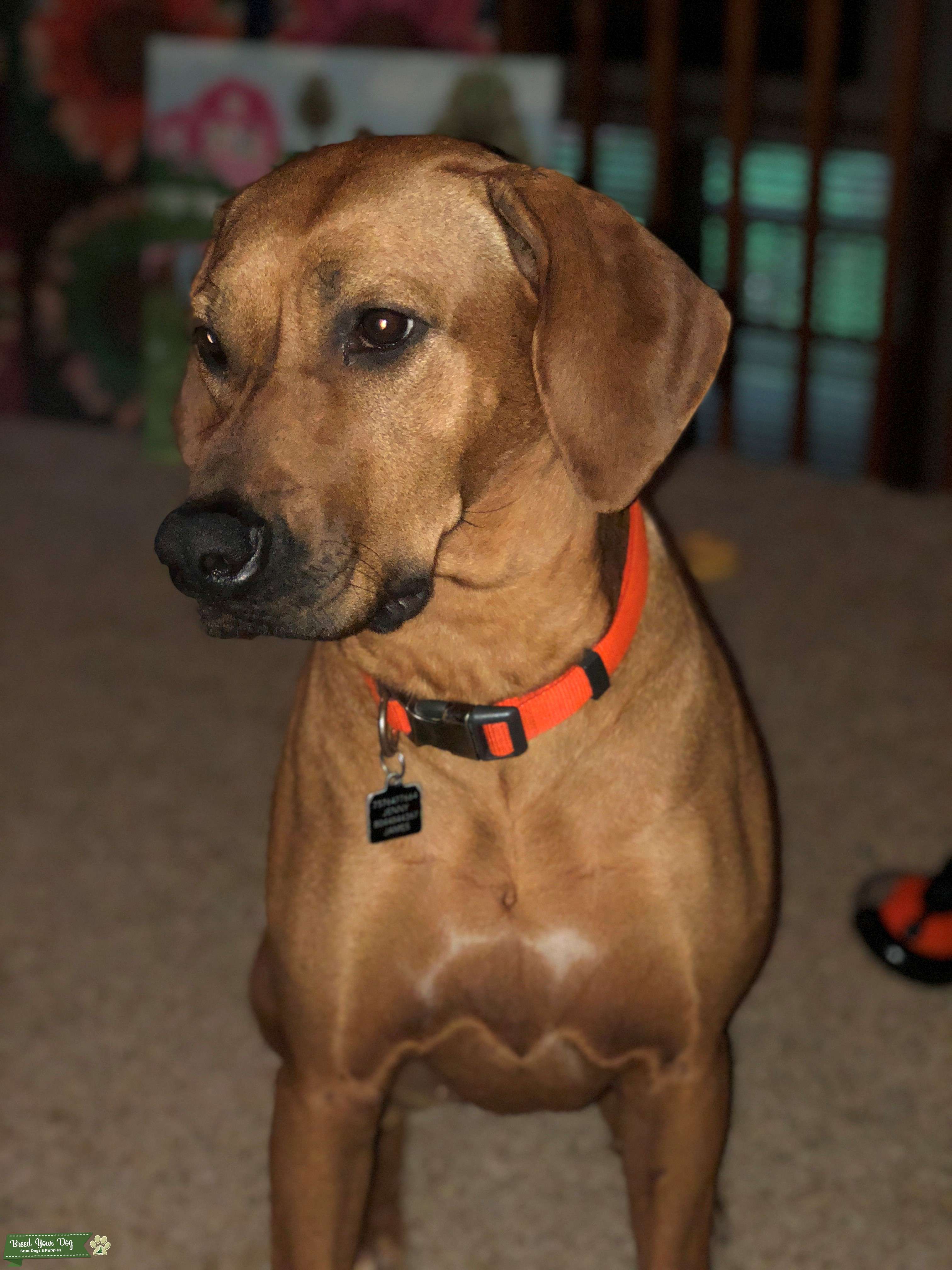 Stud Dog ISO Rhodesian Ridgeback Stud Dog Breed Your Dog