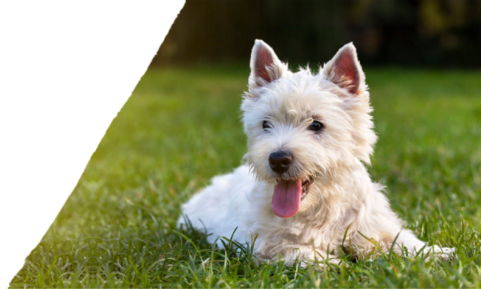 White Terrier