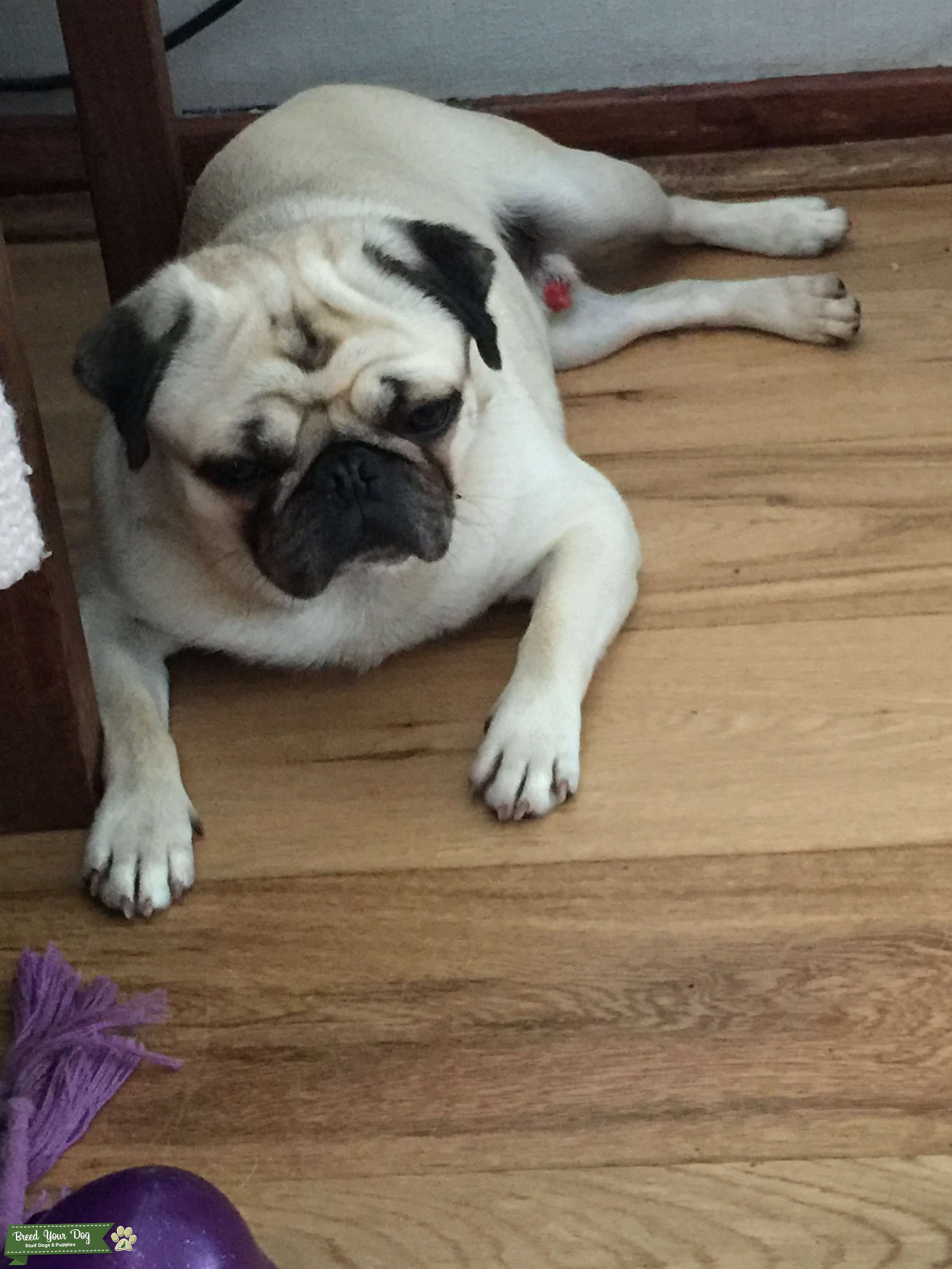 Fawn Pug Stud Dog in Hampshire, Australia Breed Your Dog