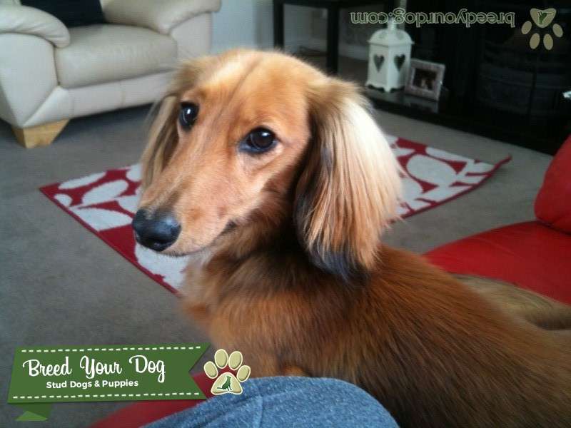 Stud Dog Miniture Long Haired Red Daschund Breed Your Dog