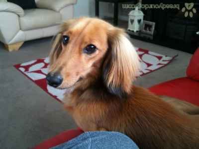 Stud Dog Miniture Long Haired Red Daschund Breed Your Dog