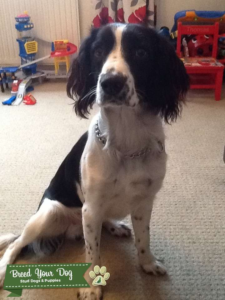 Stud Dog - Black and white springer spaniel English - Breed Your Dog