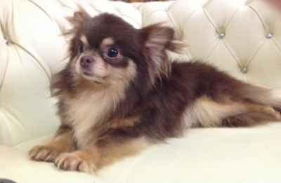 Stud Dog Chocolate Tri Tiny Longhair Stud Kc Reg Breed Your Dog