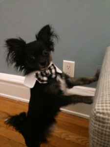 Stud Dog Very Sweet Full Bred Akc Registered Long Haired