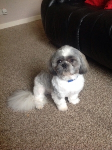 Shih Tzu Stud Dogs Available Now Breed Your Dog