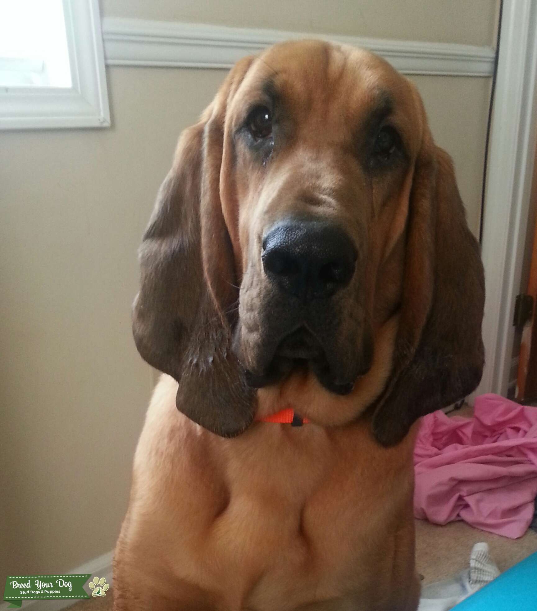 Stud Dog Bloodhound Breed Your Dog