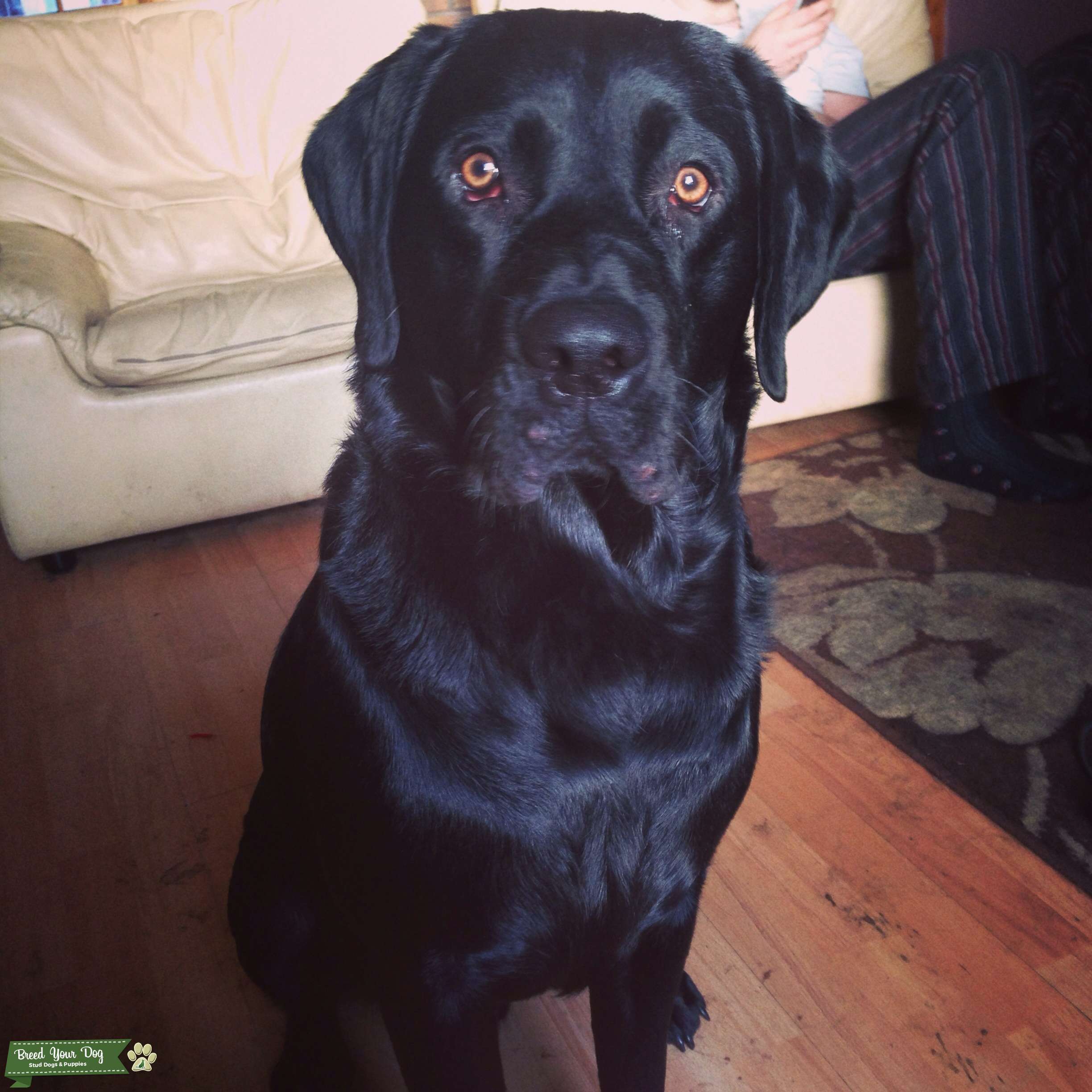 What Should I Name My Male Black Lab Puppy Hno At