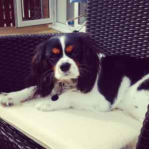 Stud Dog - king charles - Breed Your Dog