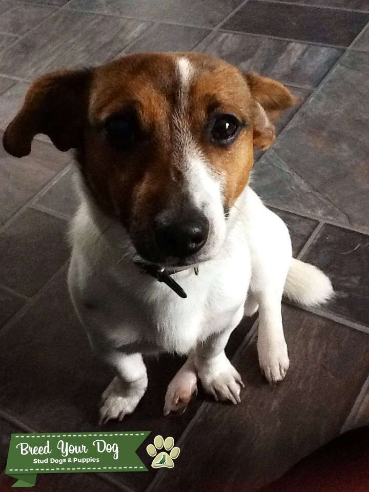 Jack Russell for stud Stud Dog in Merseyside, the United States