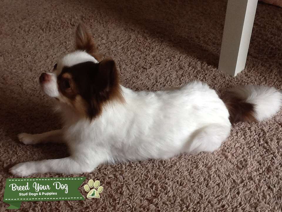 Stud Dog Just Like Gizmo Purebred Long Hair Chihuahua Stud