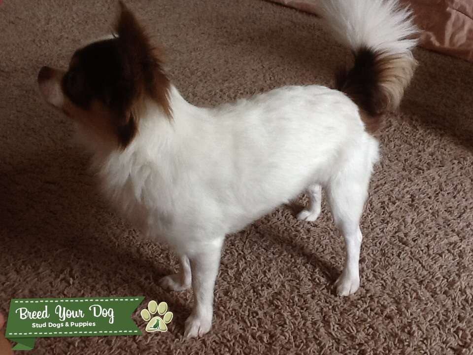 Stud Dog Just Like Gizmo Purebred Long Hair Chihuahua Stud