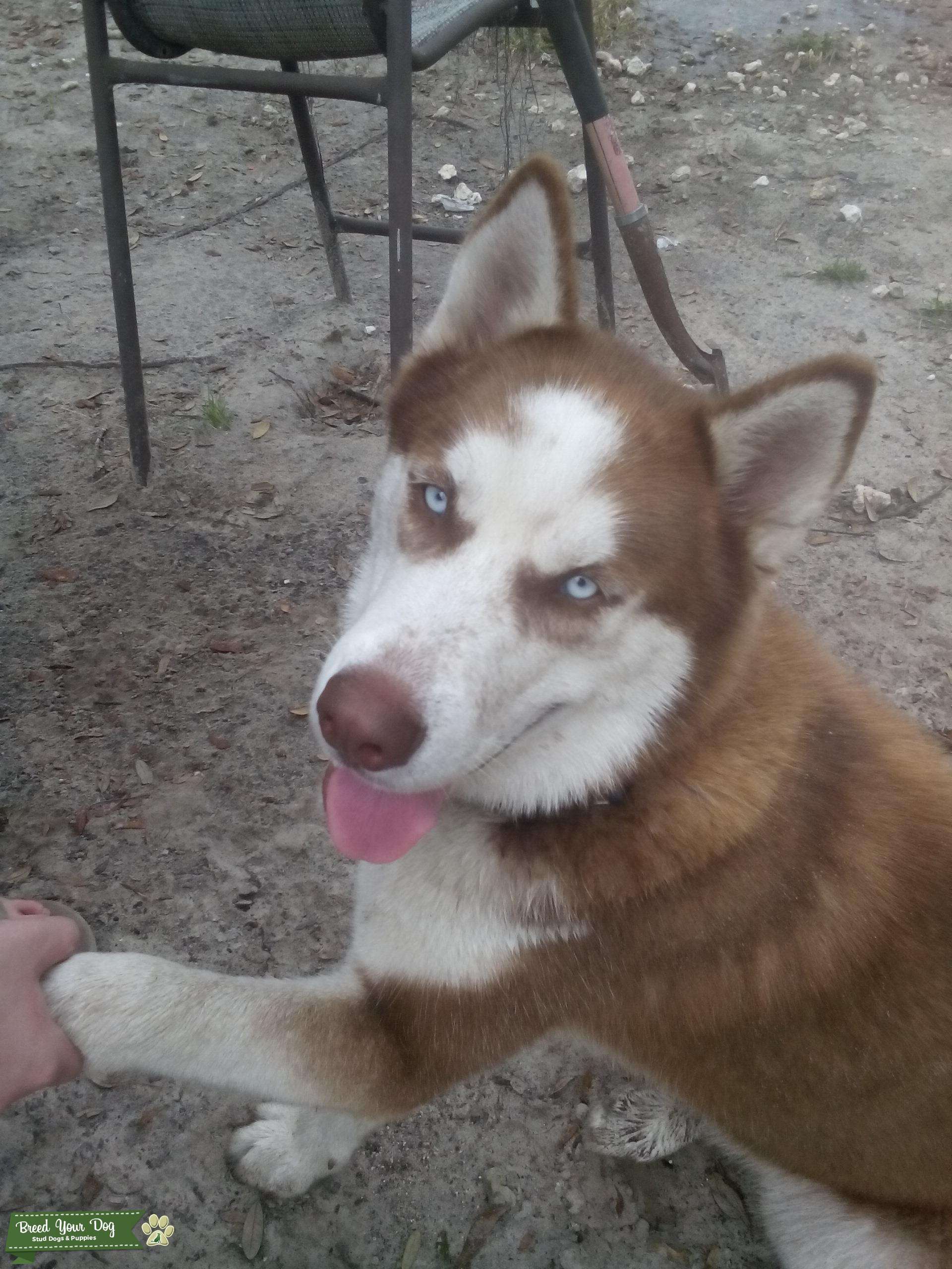 Stud Dog Large Red Coat Male Husky Breed Your Dog