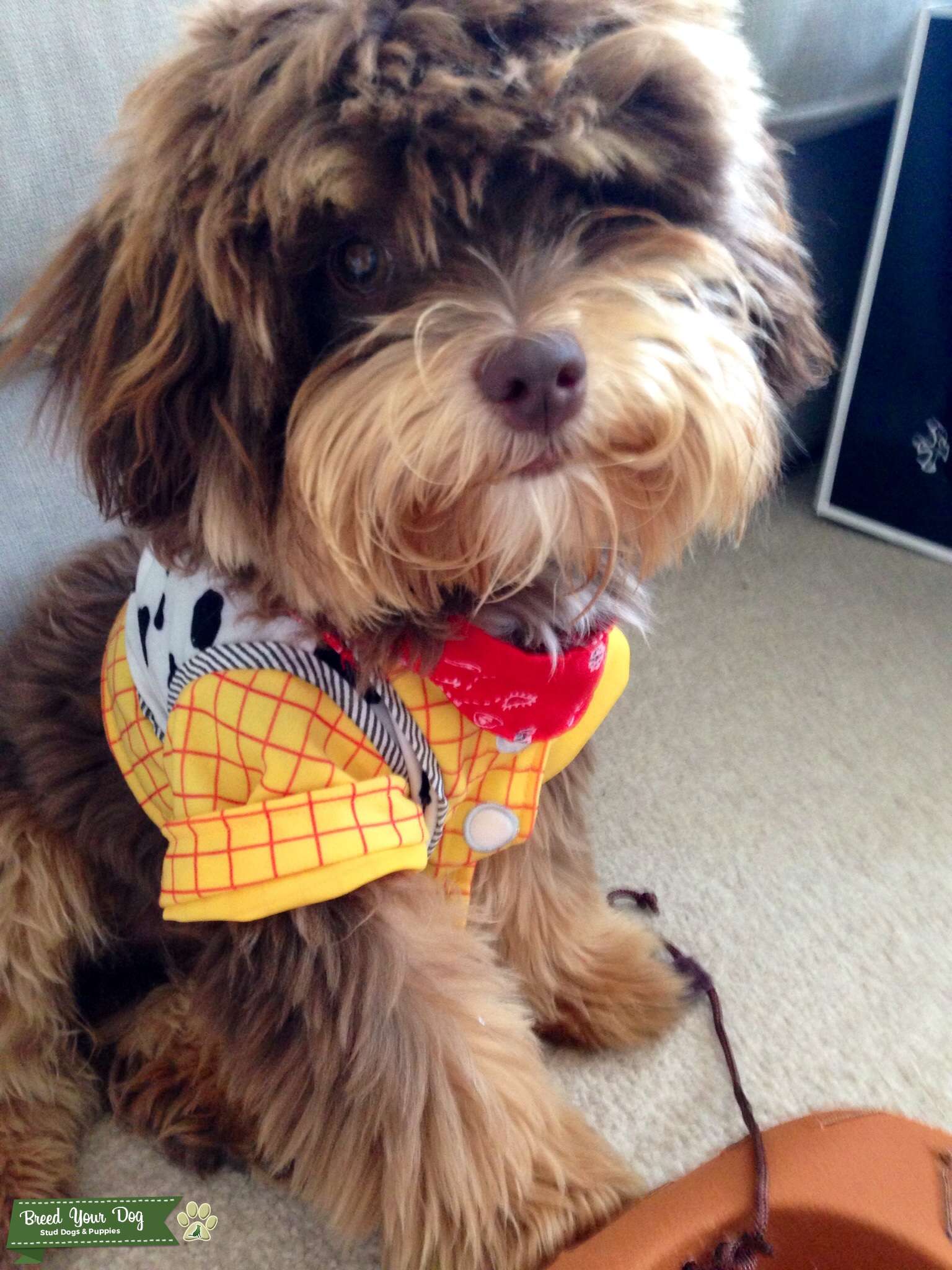 DOG FOR STUD Stud Dog in North Yorkshire, the United States Breed