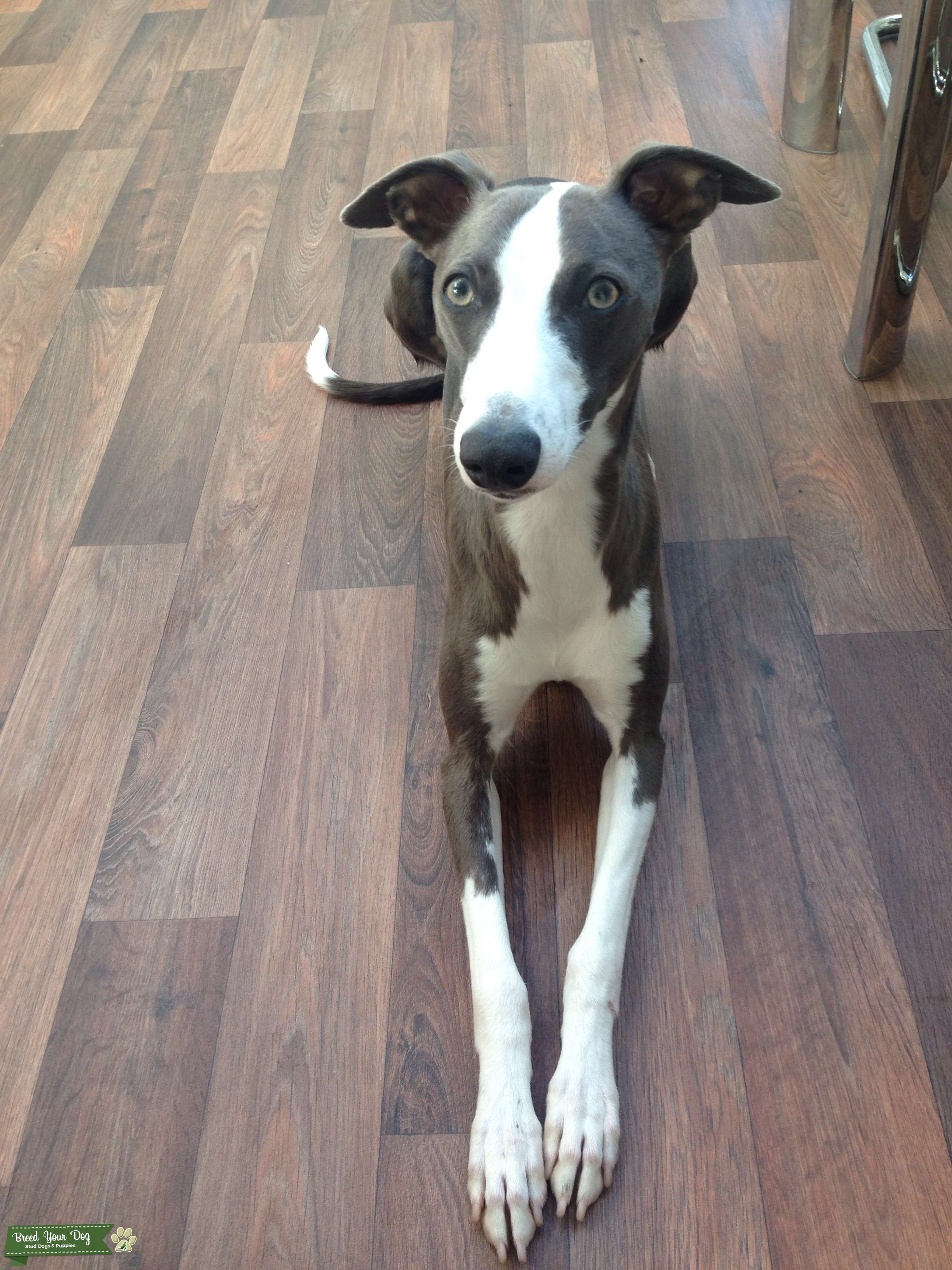 Stud Dog Whippet Stud dog, Blue, KC. reg Breed Your Dog