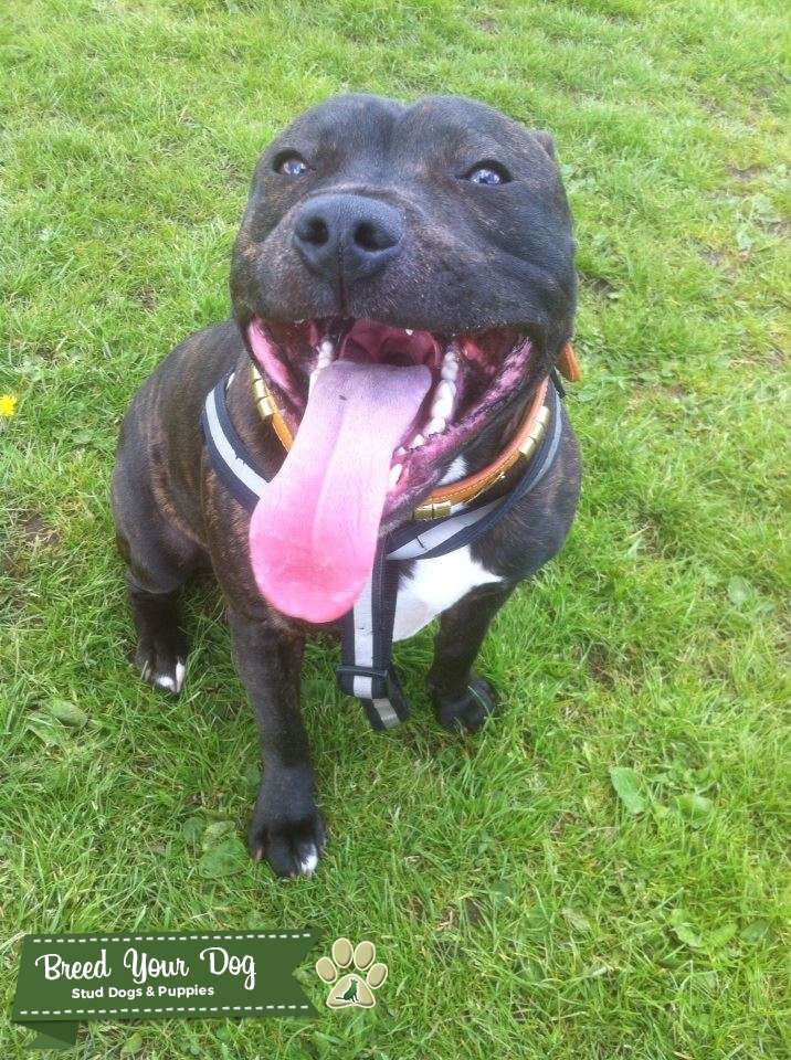 Full Staffy Up For STUD ( Must be with another Full Staffy ) Stud Dog