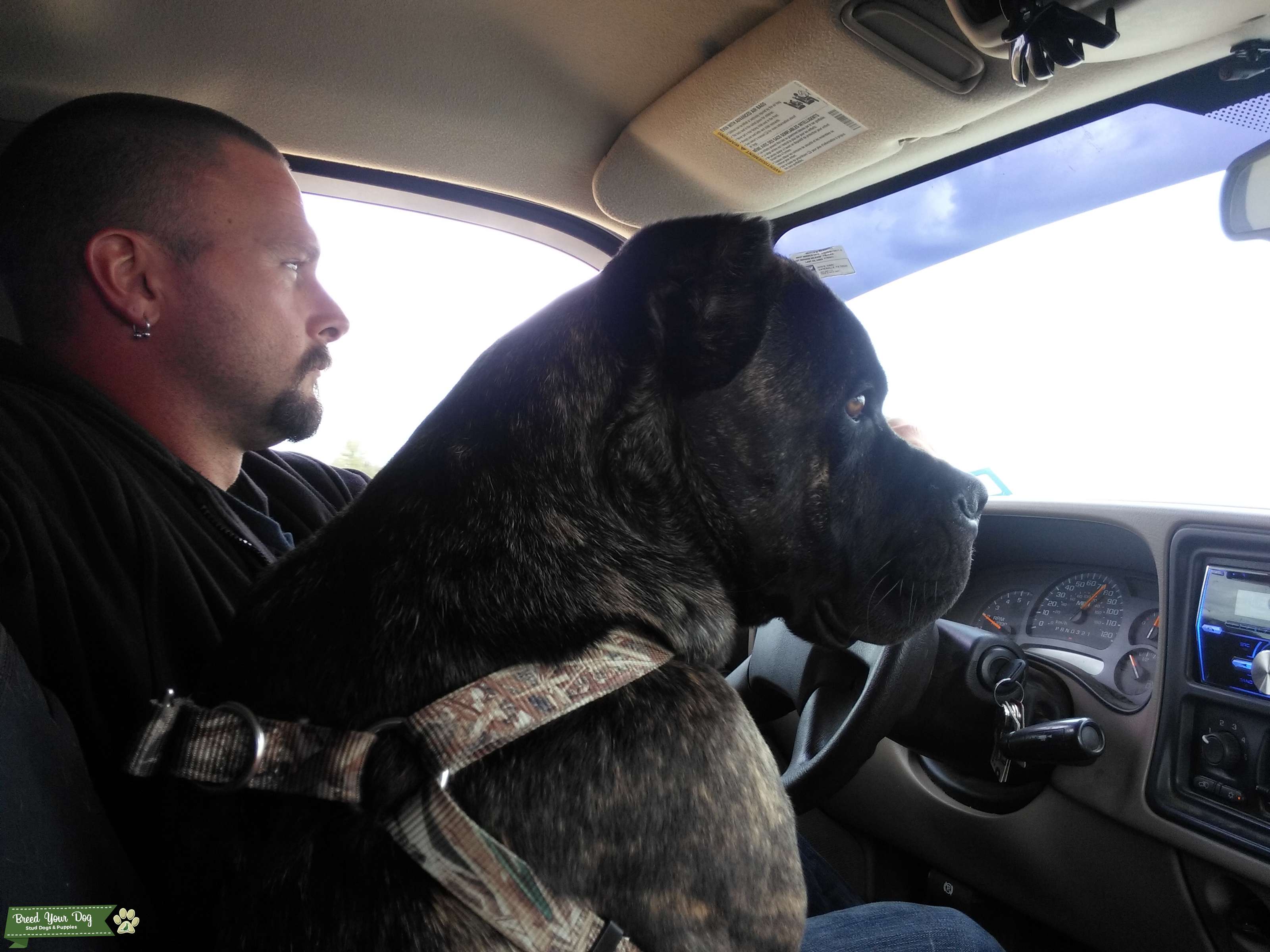 CANE CORSO Stud Dog in Texas, United States Breed Your Dog