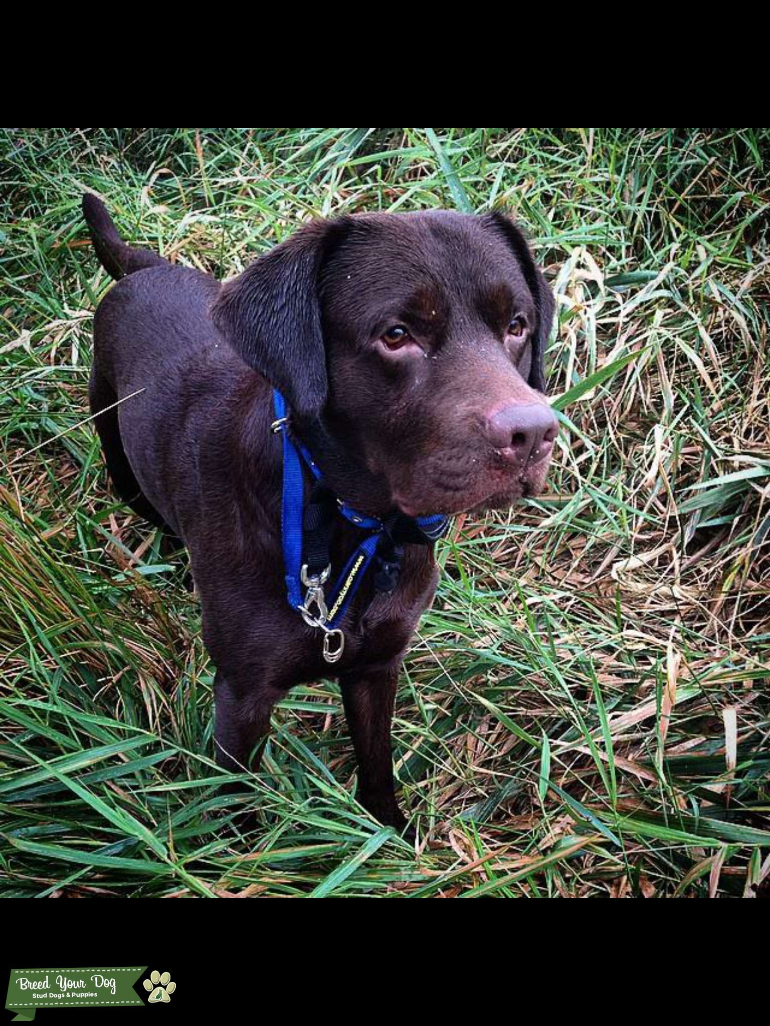 Stud Dog Pedigree Chocolate Labrador Breed Your Dog